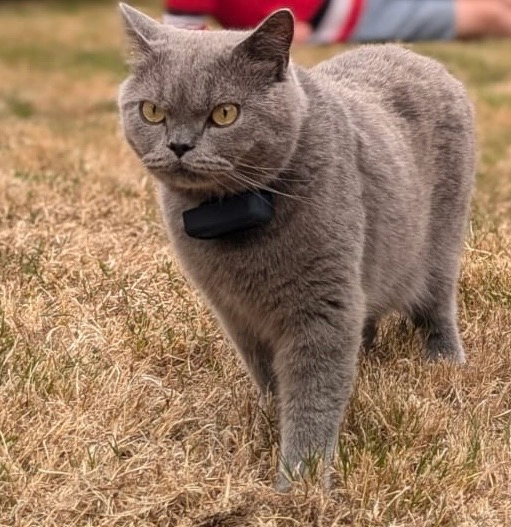 Tofu - Rue Du Drouillais, Mauves-sur-Loire