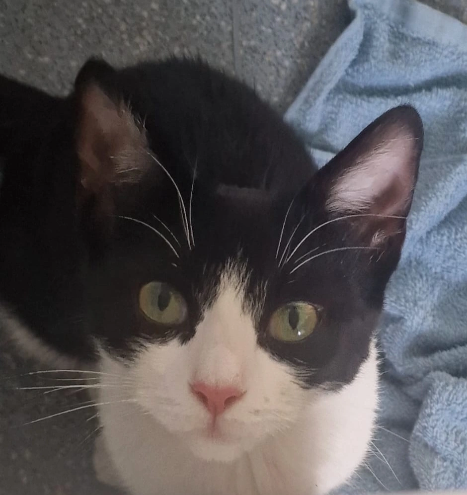 Beau - Haynt Walk, London