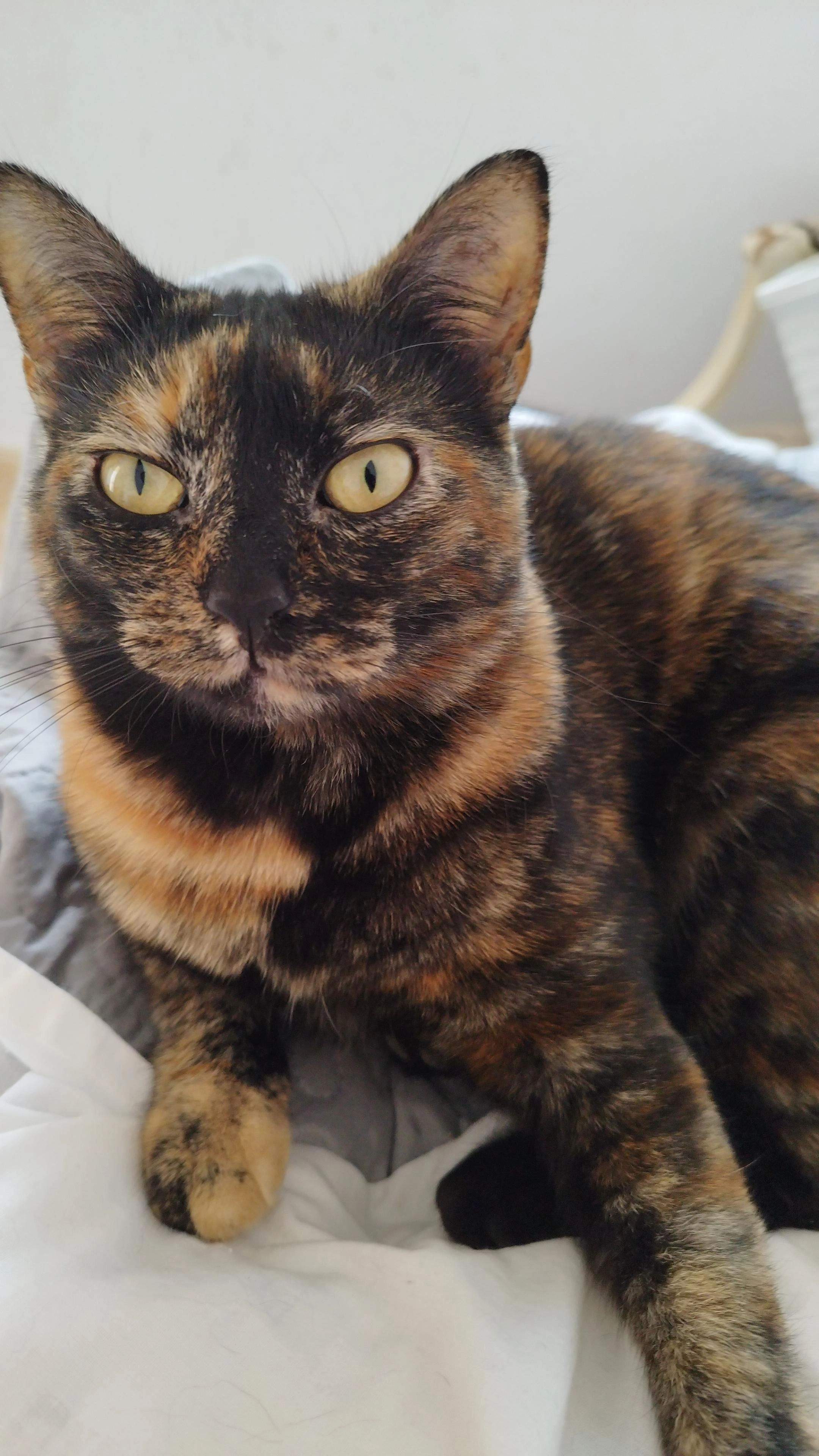 Misha - Calle Sierra Columbrares, Murcia