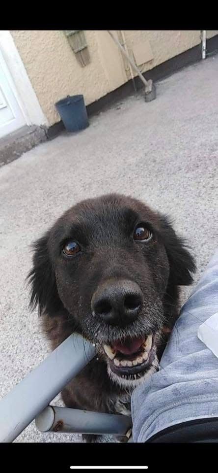 Hollie - 129 Wolfe Tone Street, Cork