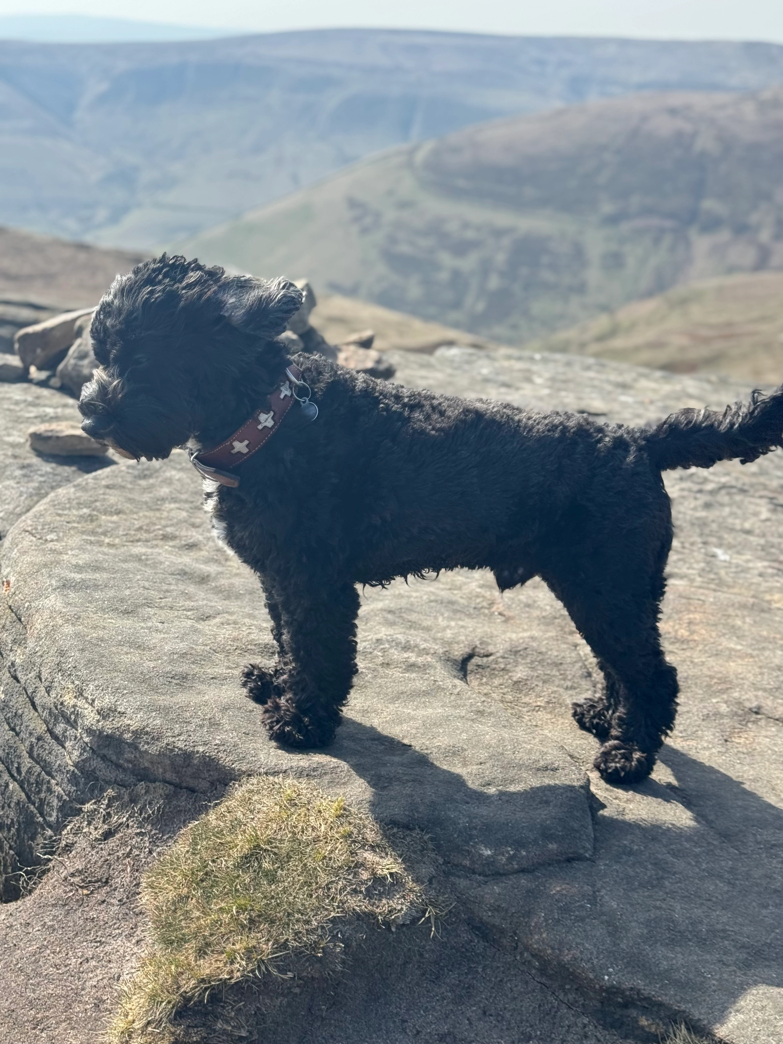 Pablo - Little Rose Lane, Swindon