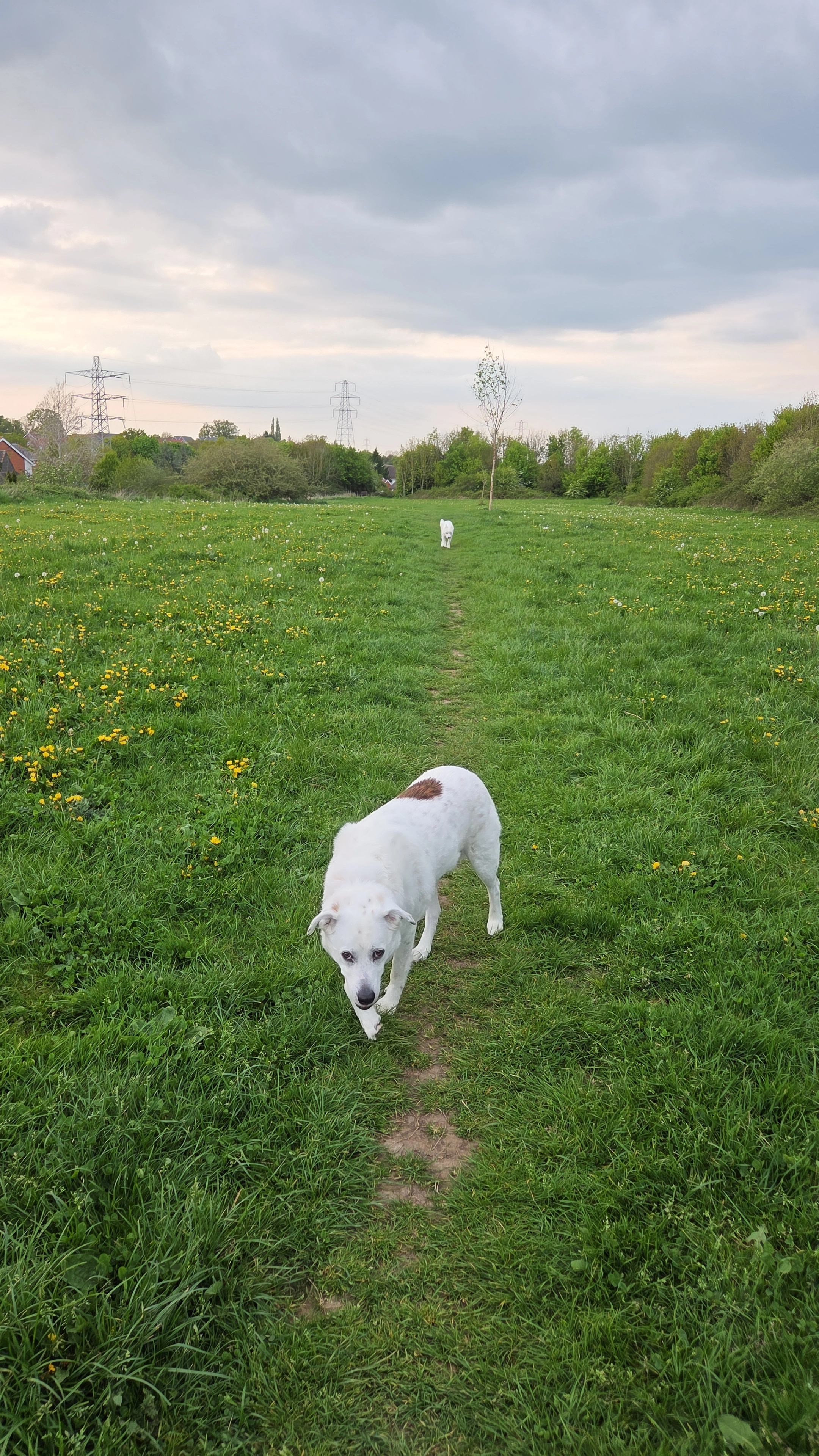 Dexter  - A30, Basingstoke