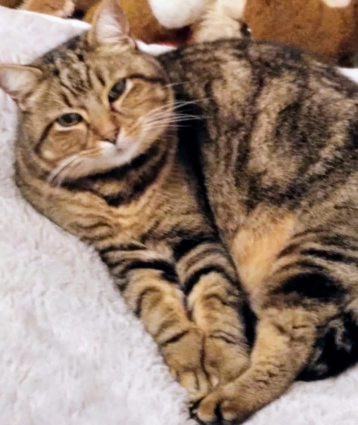 Mario - Impasse Des Condamines, Arquettes-en-Val