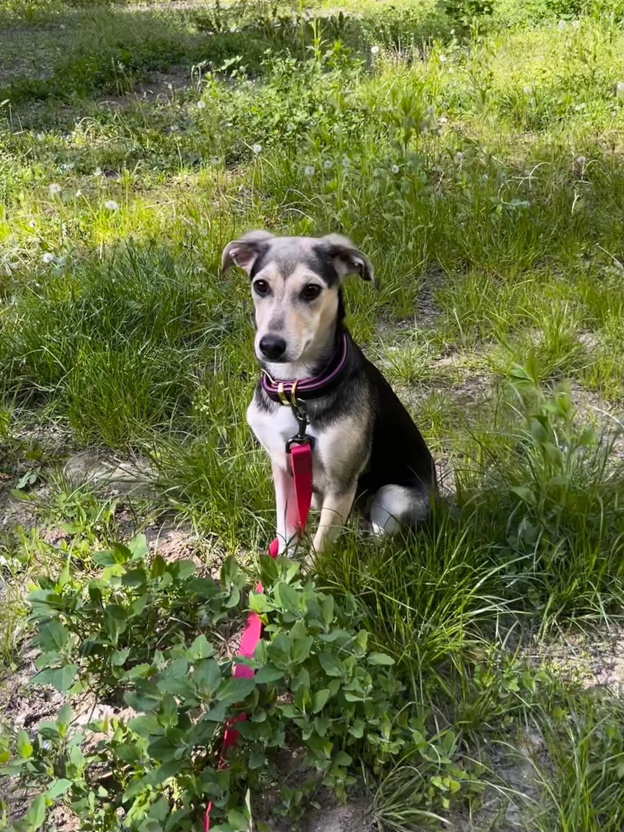 Бетті (Betty) - Вулиця Героїв Севастополя, Kyiv
