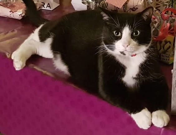 pitchou - 15 Avenue Marguerite de Navarre, Lescar