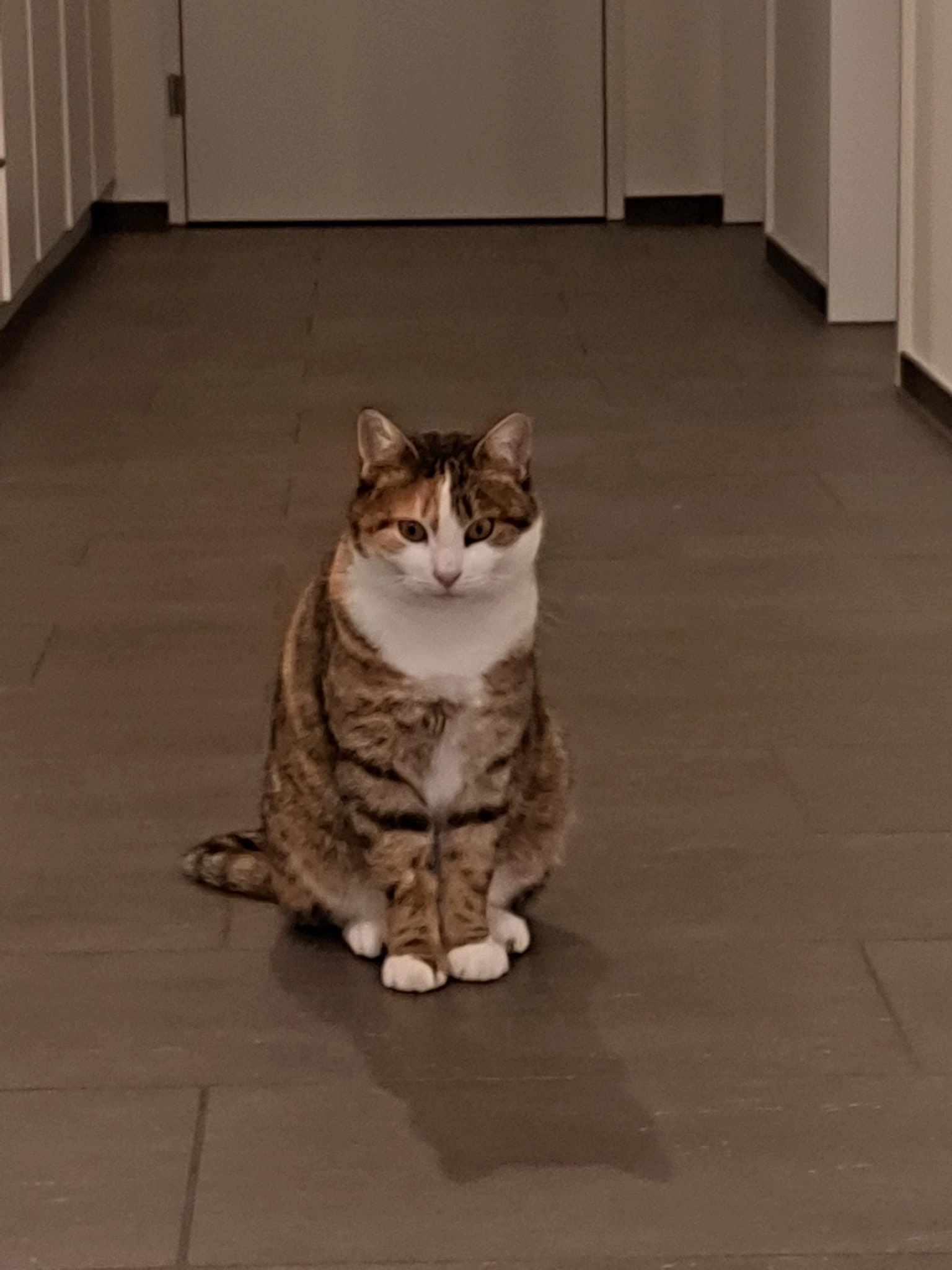 Lili - Steinacherrain 3, Geuensee