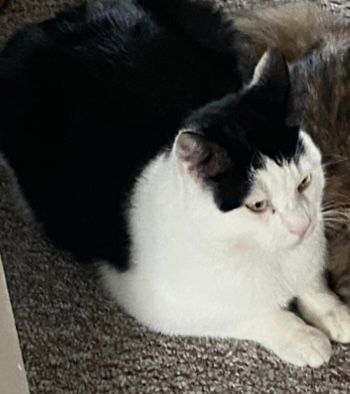 Leon - Steinfeld 62 , Feldhorst