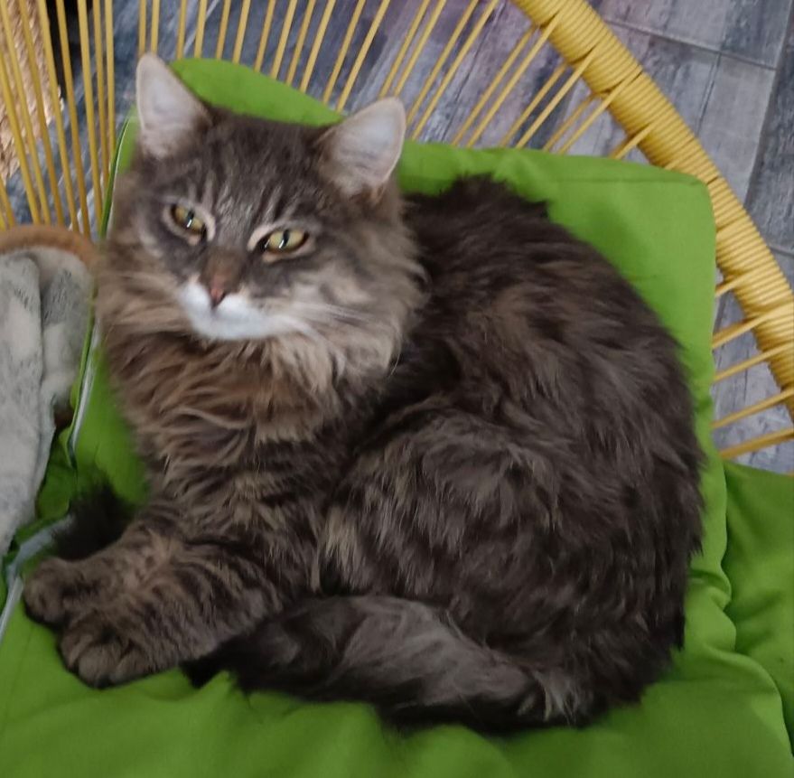 Frimousse - 62540, Lozinghem