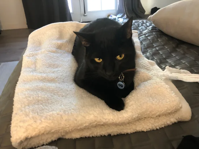 Jango  - 9950 Edgelake Dr, La Mesa