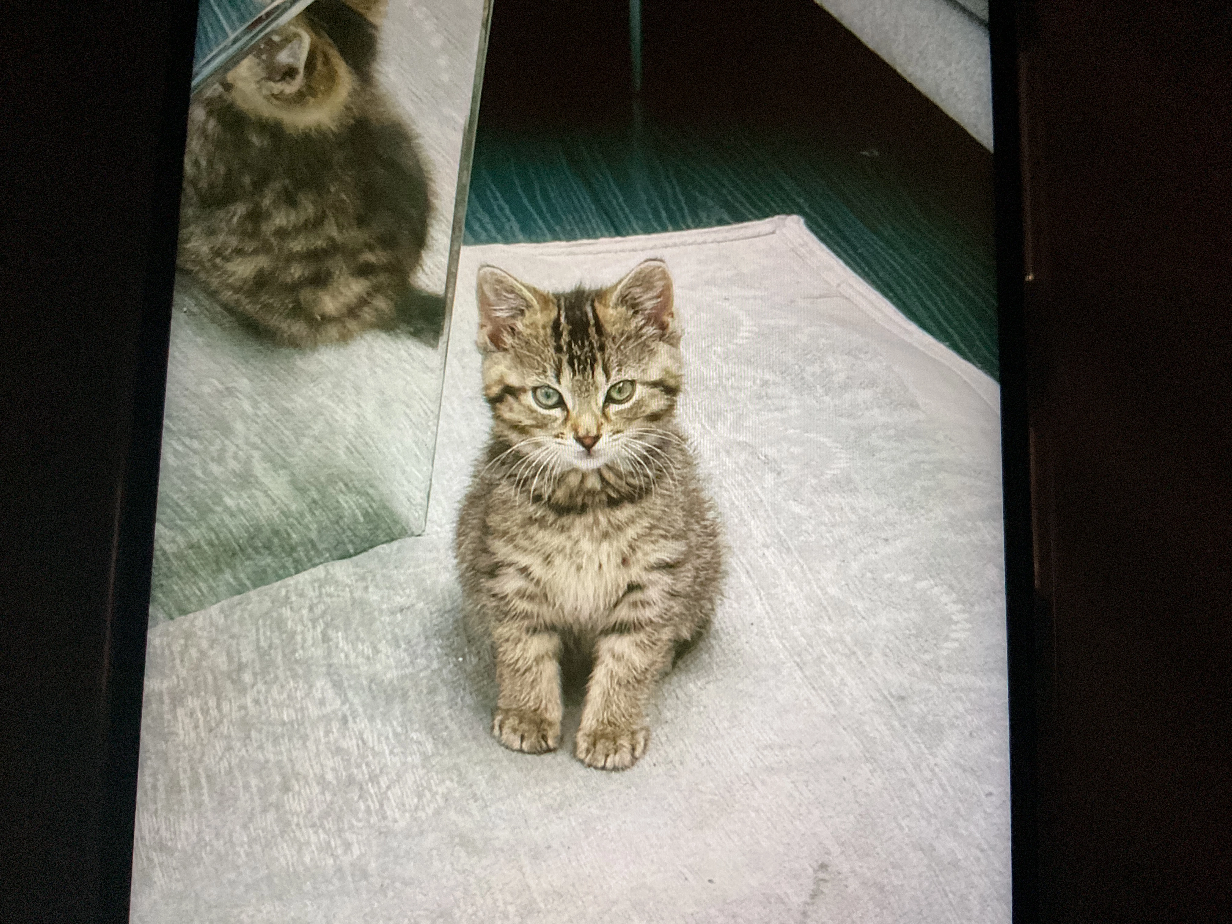 Teddy - Middleton Road, Manchester