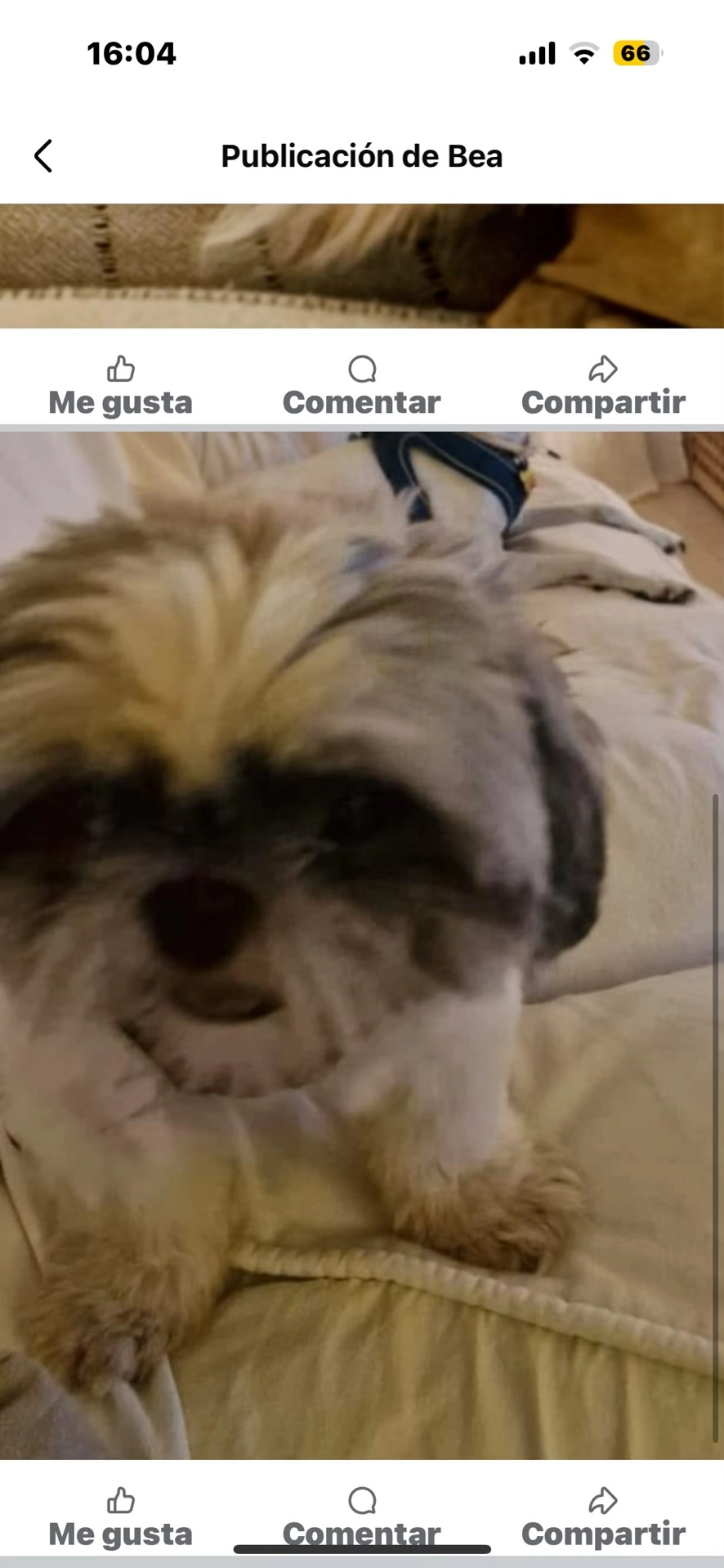 Pichí - Calle de Timo, Alcalà de Xivert