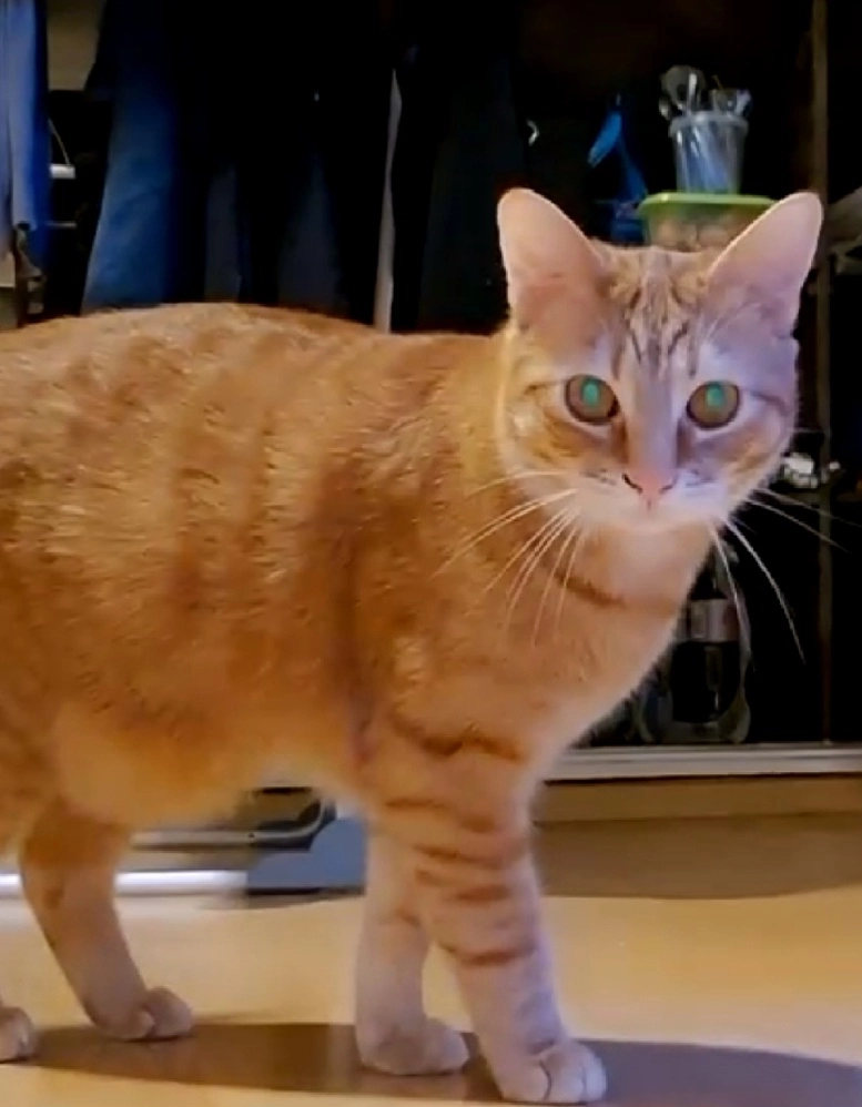 Tiger - Luitpoldstraße, Schweinfurt