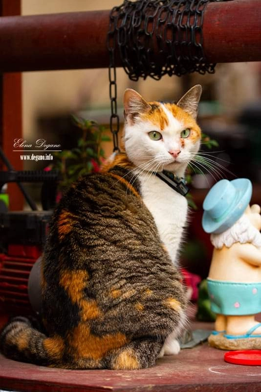 Rosetta - Bezručova, Rajhrad