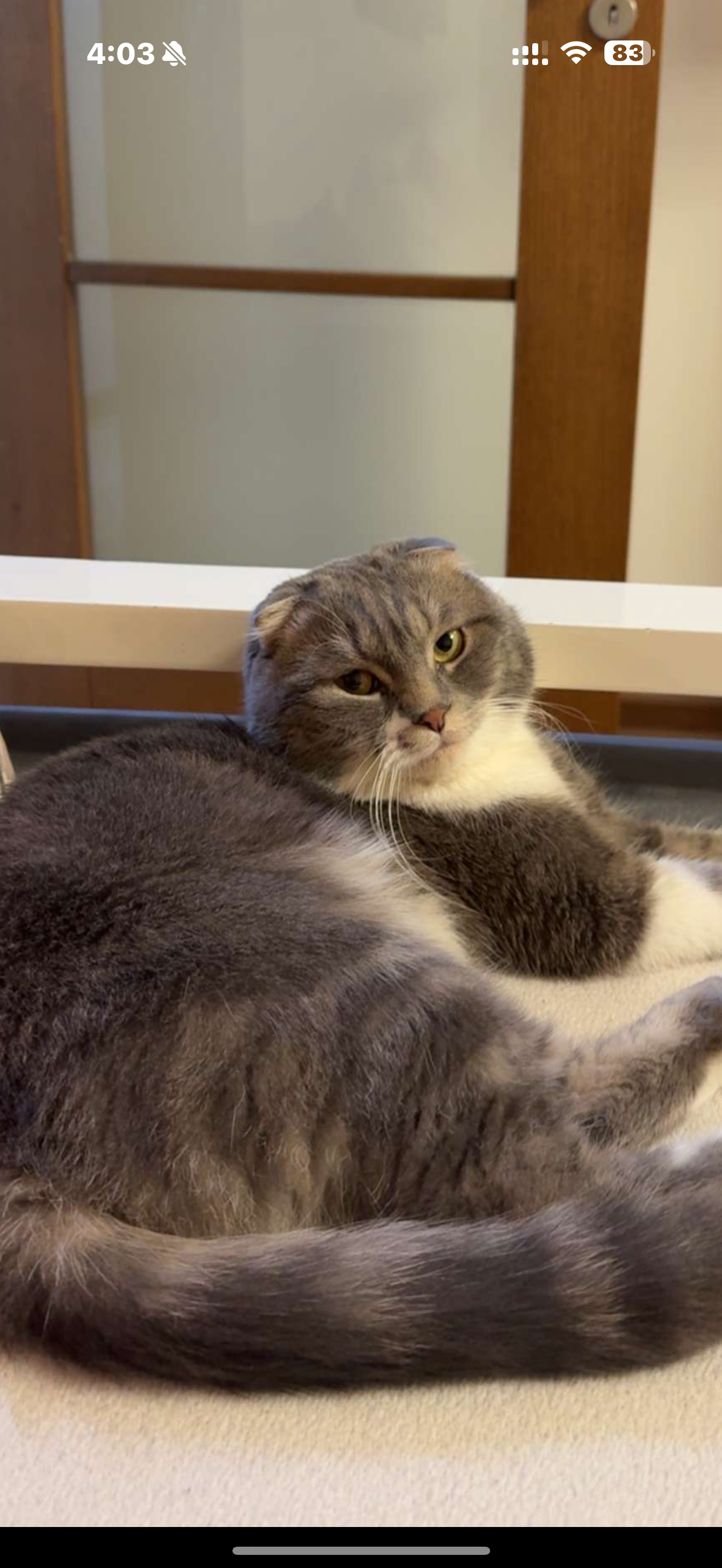 Pamuk - Parkview, NazNaz City