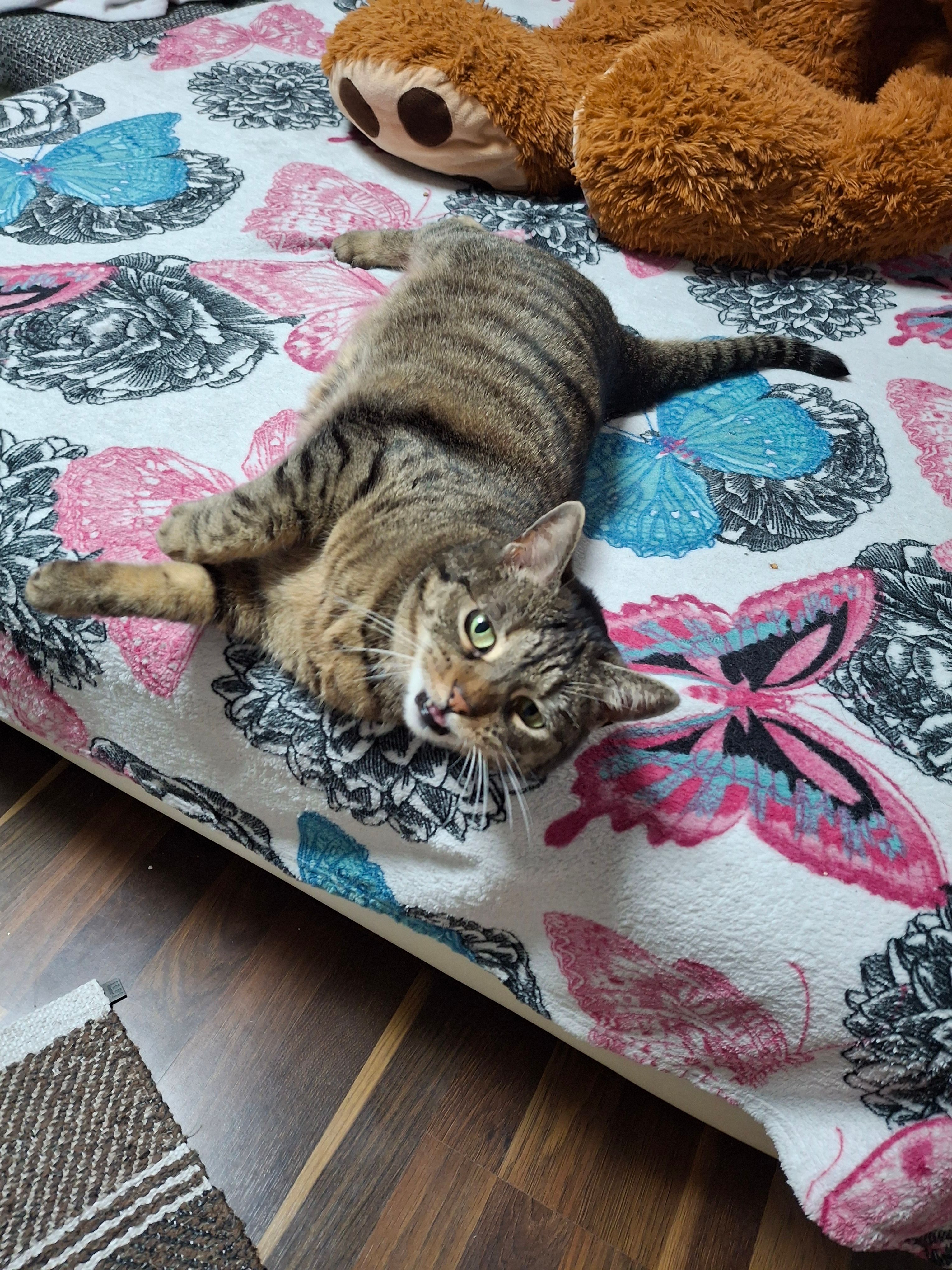 Mimi - Von-Eichendorff-Straße, Schmitten im Taunus