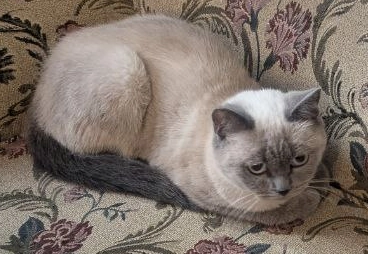 Abi - Mahatma Gandi Caddesi, Büyükesat