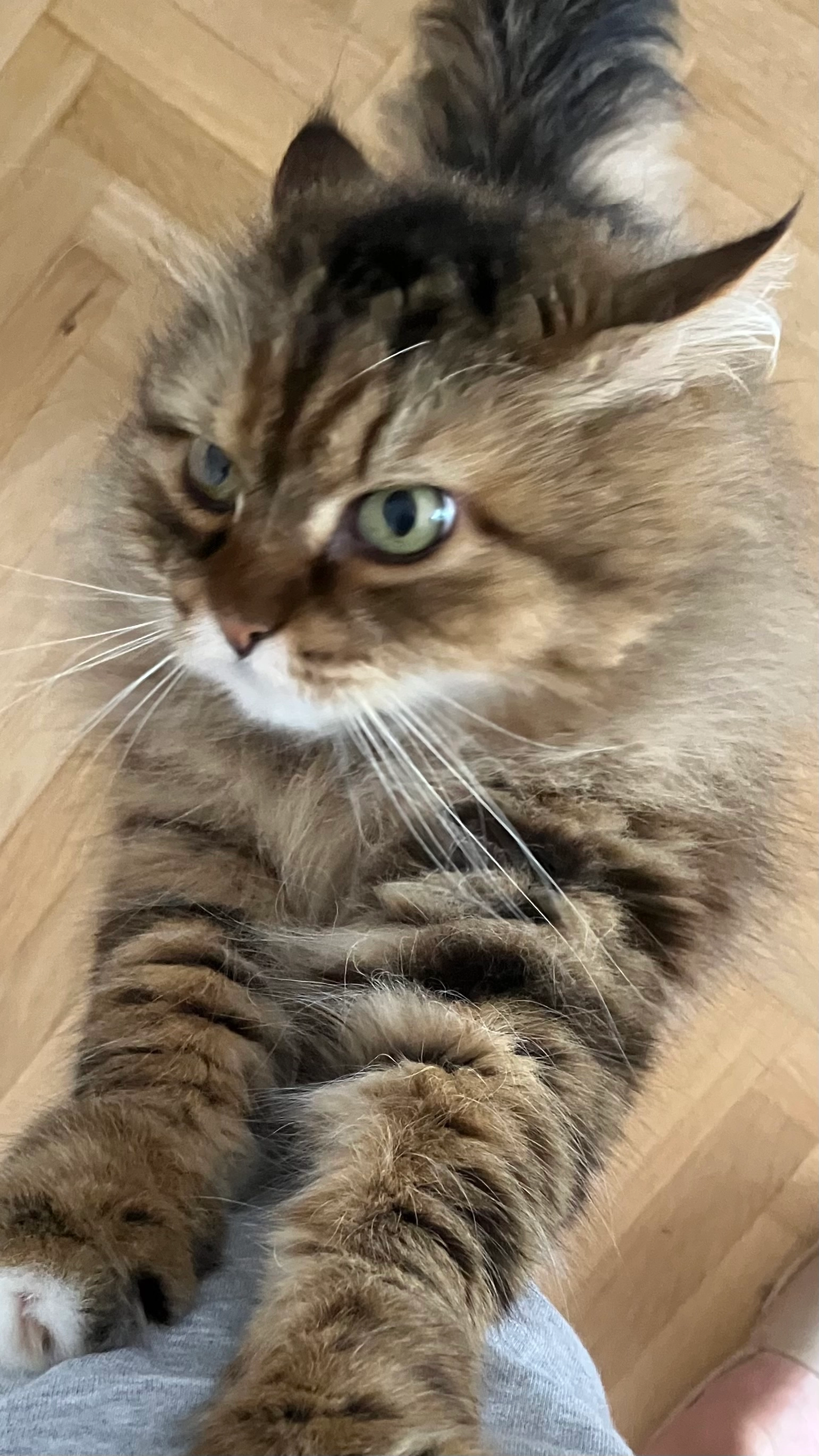 Jo - Allée Ramuntcho, Saint-Jean-de-Luz