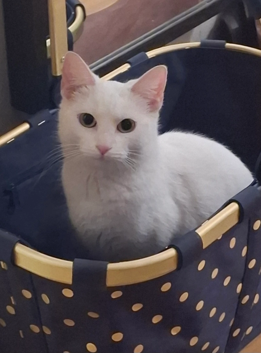 Freya - Stöcken, Wittingen