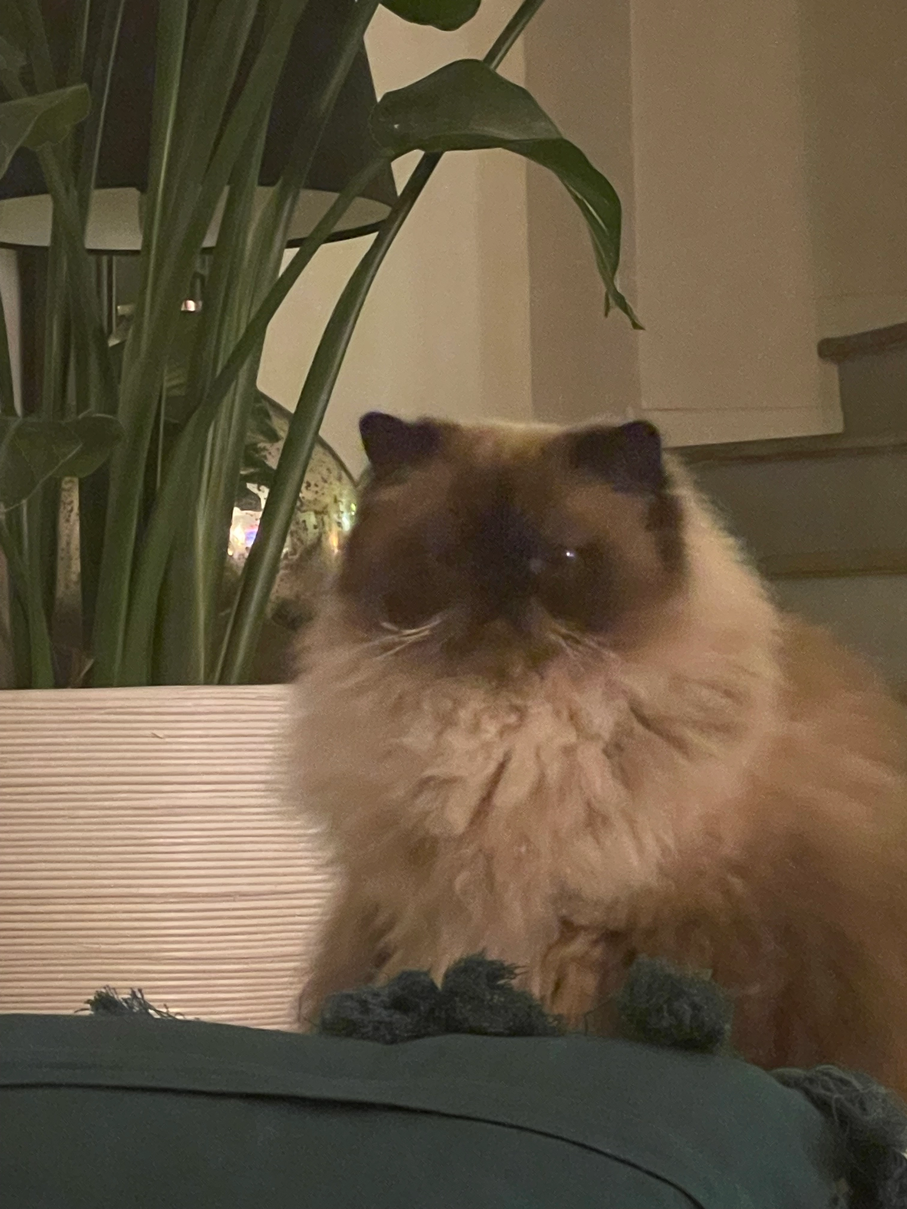 Pacha  - Route de Beaumes-de-Venise, Beaumes-de-Venise