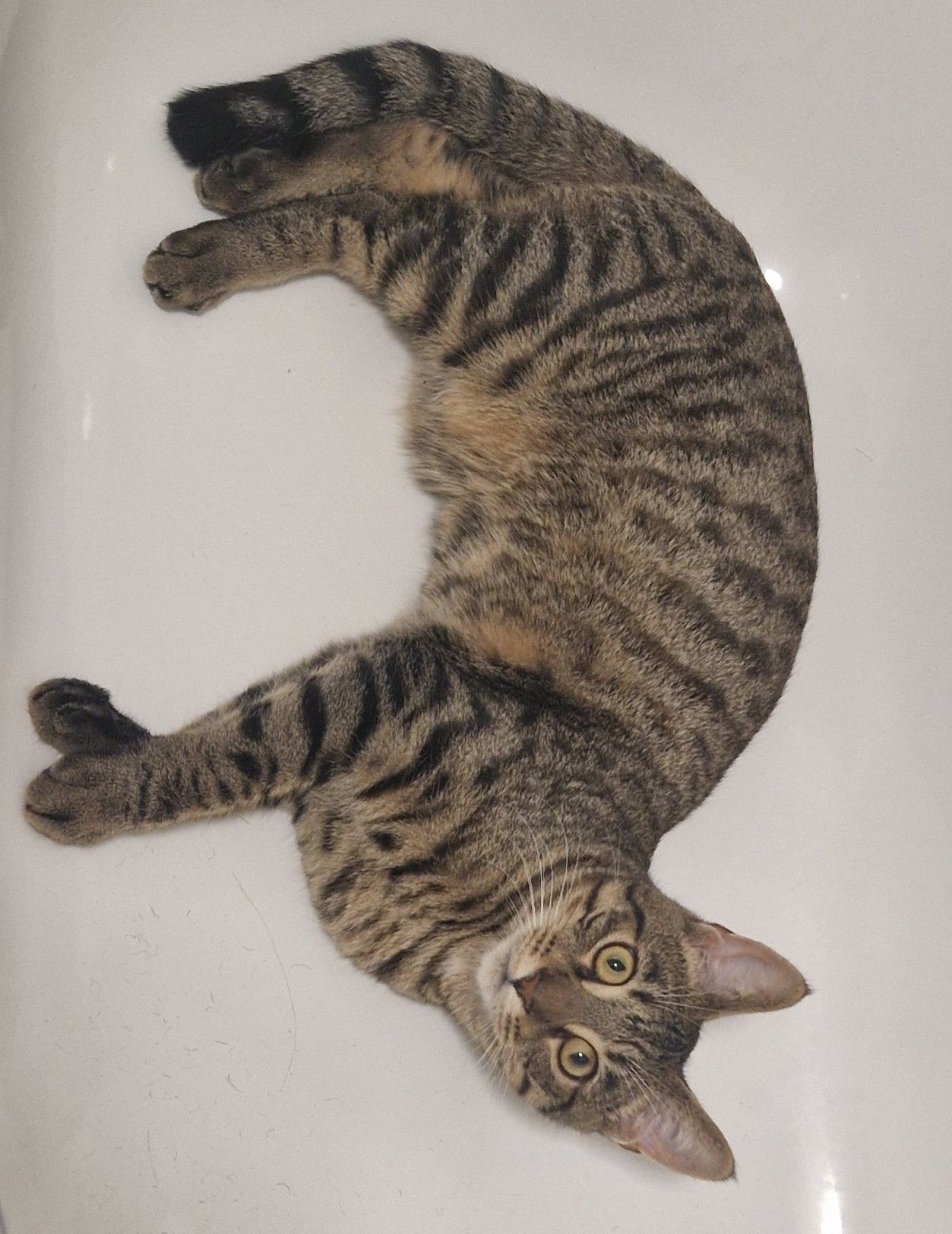 Vadar - Edmond Close, Eastbourne