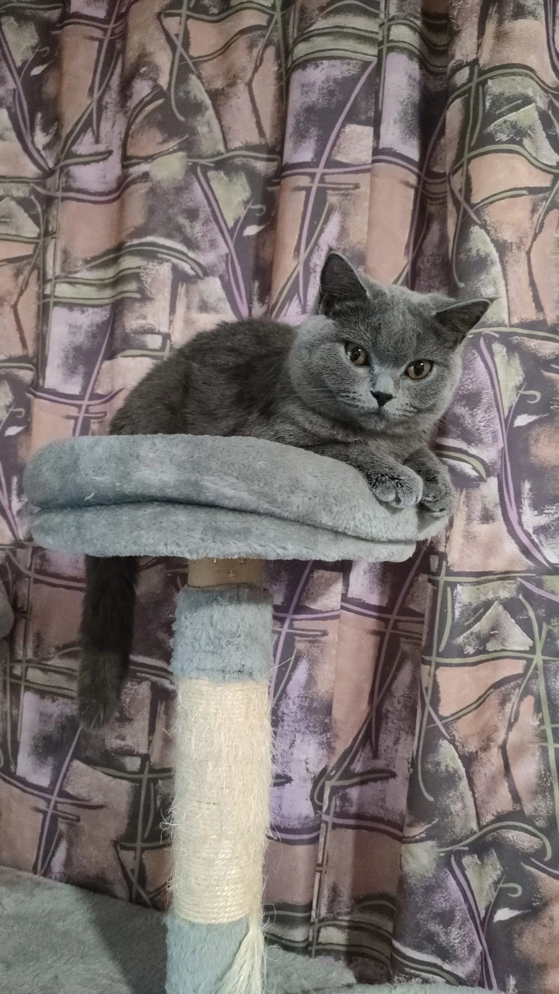 Asya  - Birkenweg, Greven