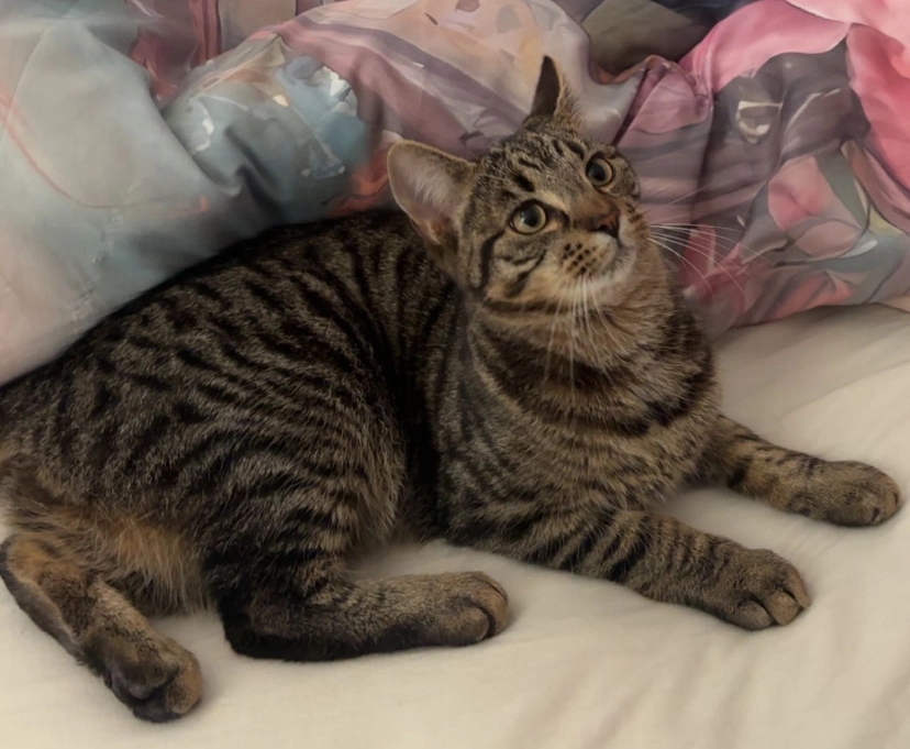 Tink tink  - FY7 6, Fleetwood