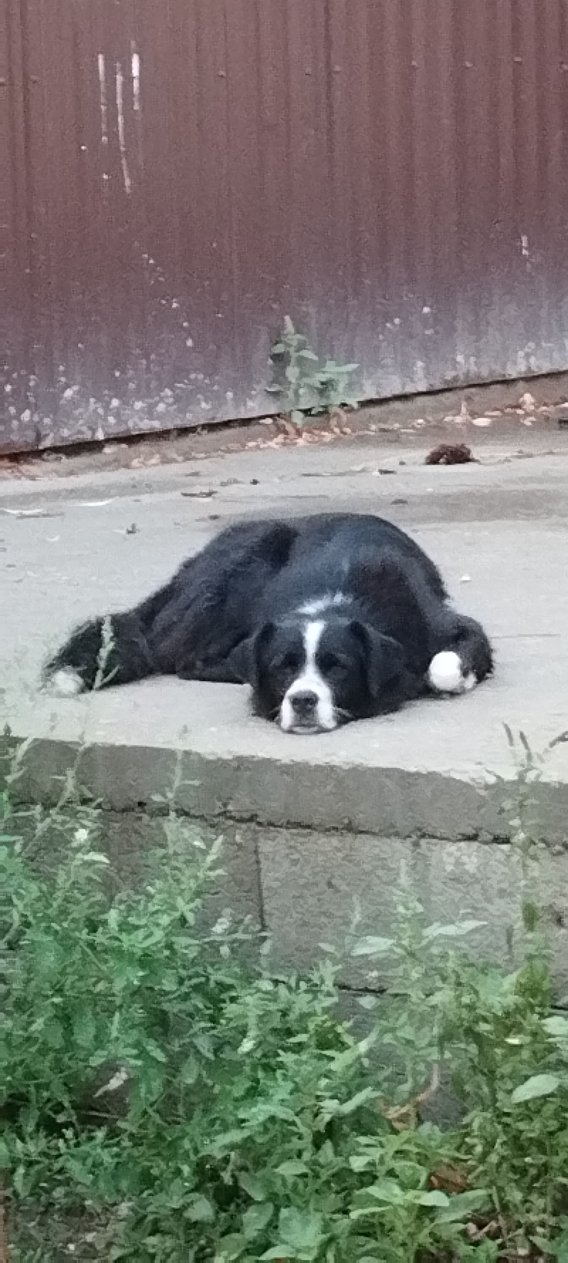 Toto - Strada Amzacea, Constanța