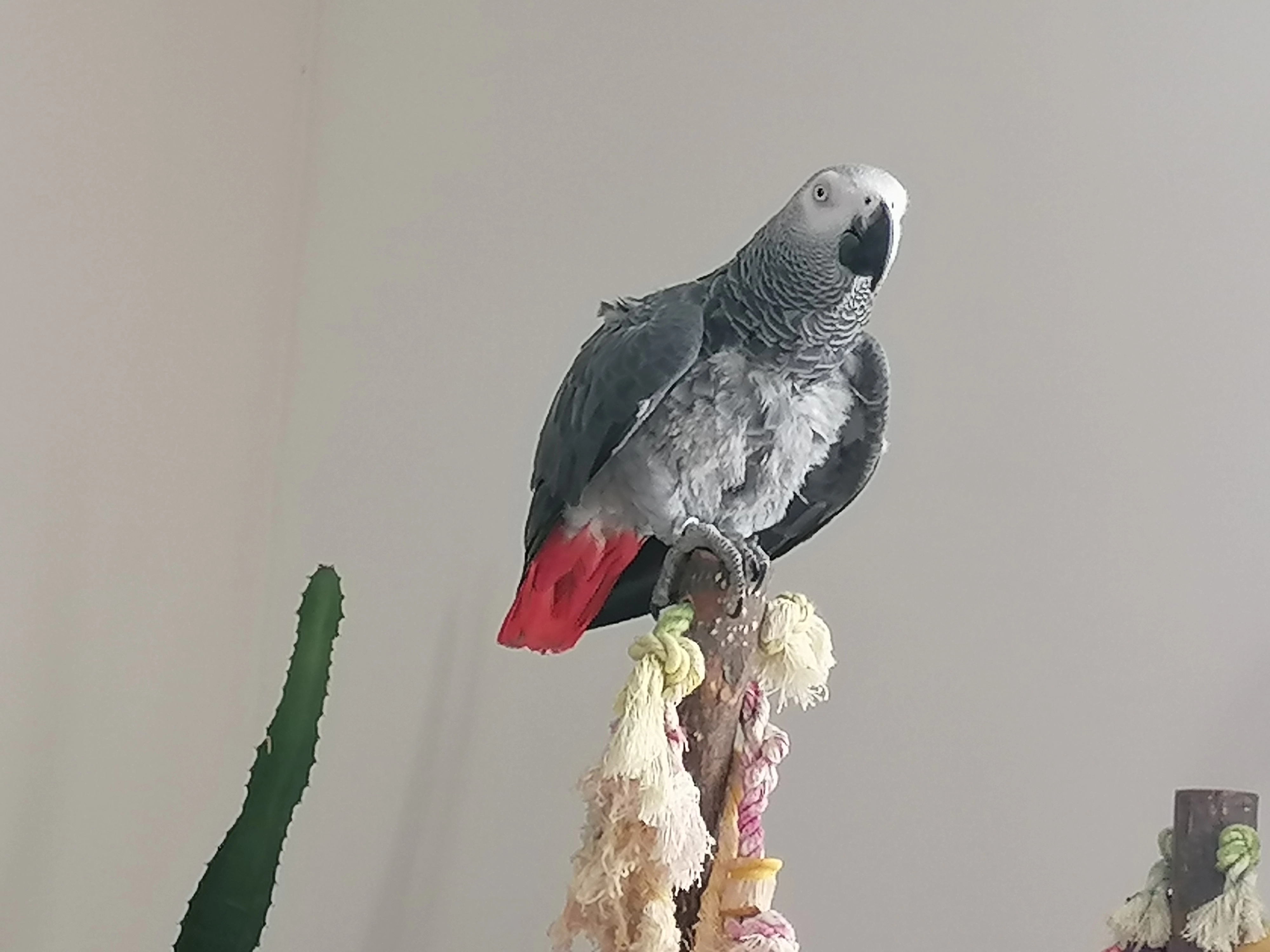 Popey - 112 Rue de Clermont, Laval