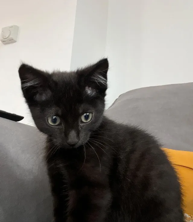 Peaches  - Otto Road, Welwyn Garden City