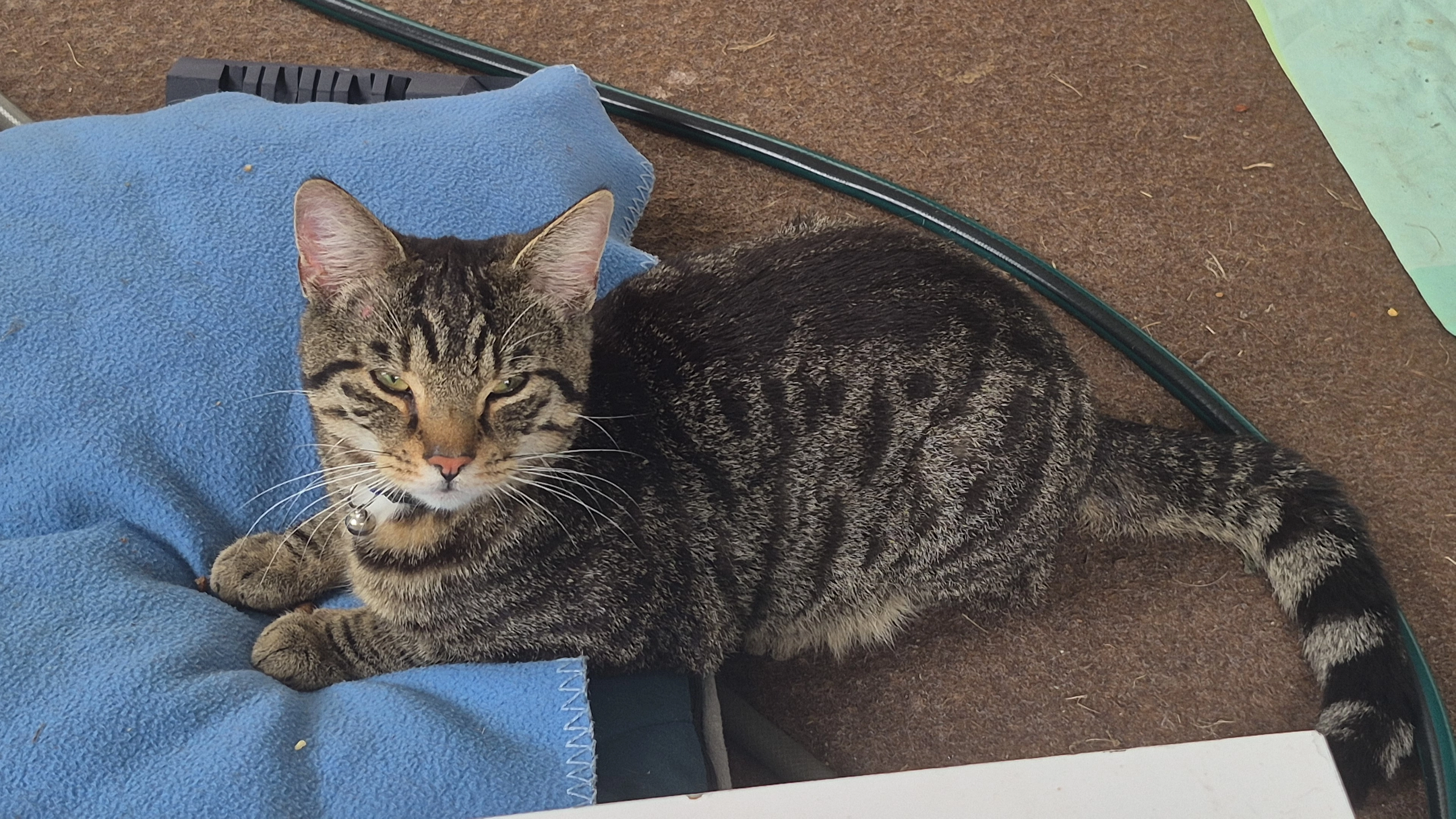 Tabby - Schuerkamp, Laer