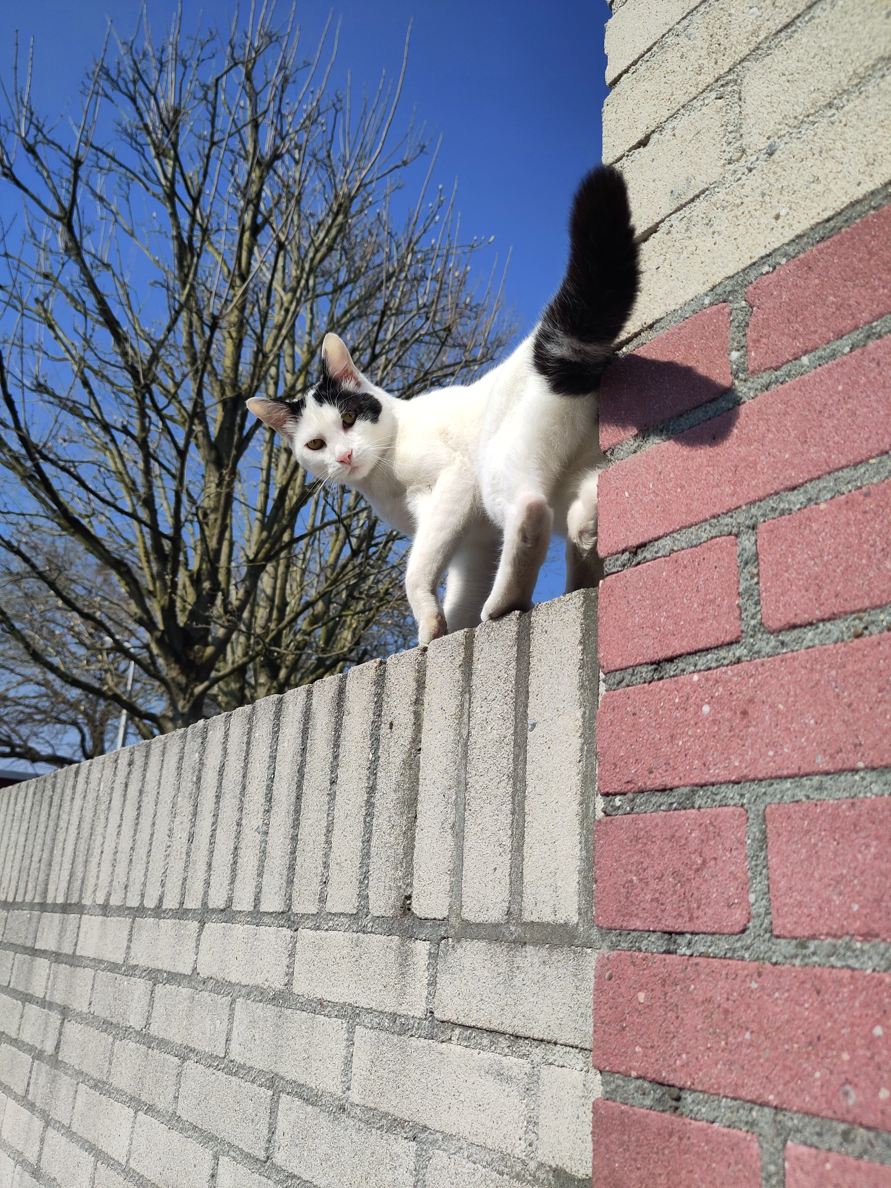 Didour  - Capucijnenstraat, Tilburg