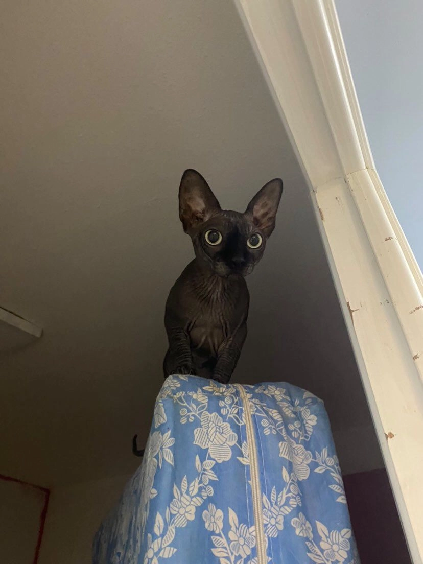 Ares - Calle del Comandante Román, Málaga