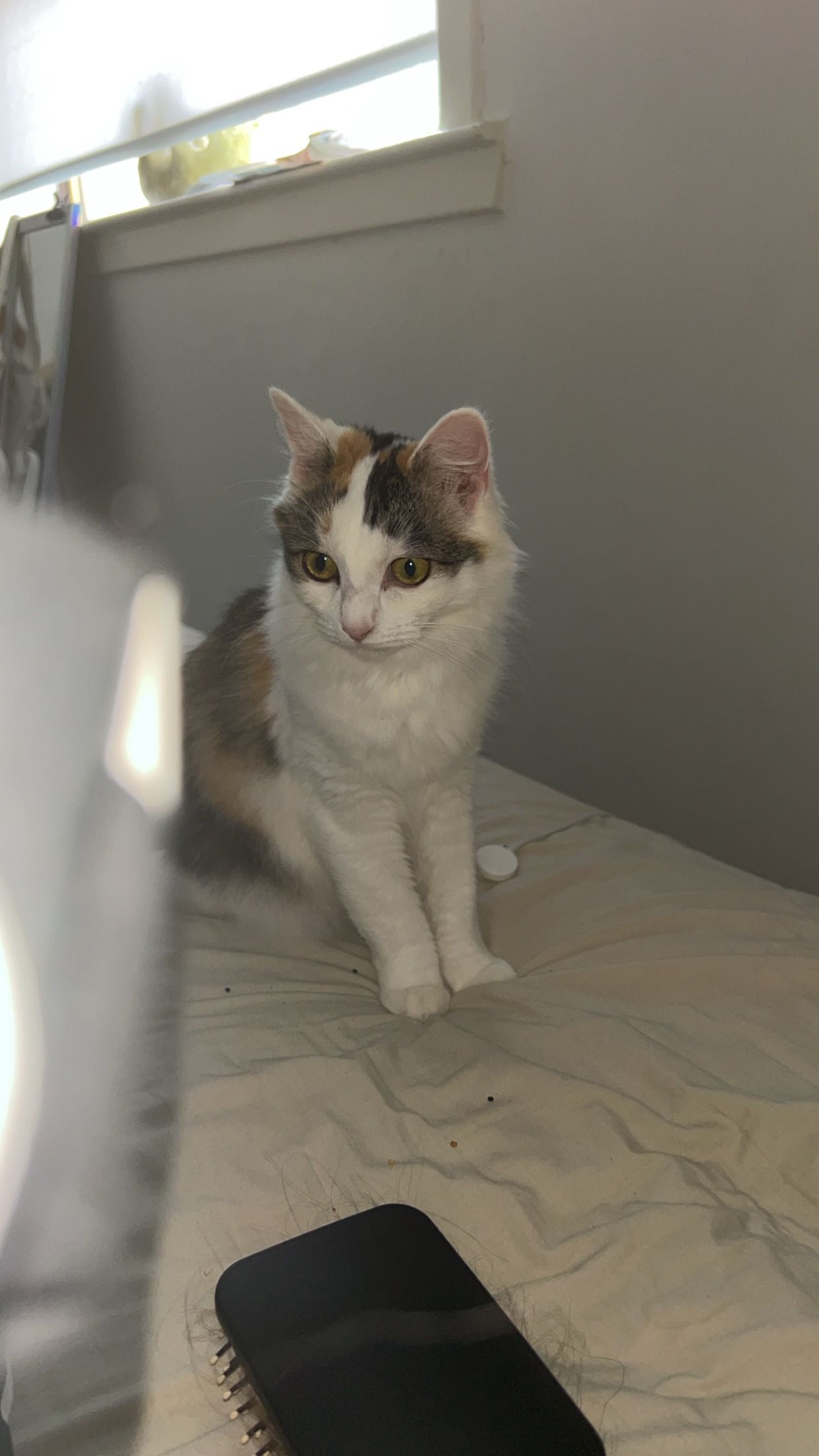 Bean - Rigghead, Kilmarnock