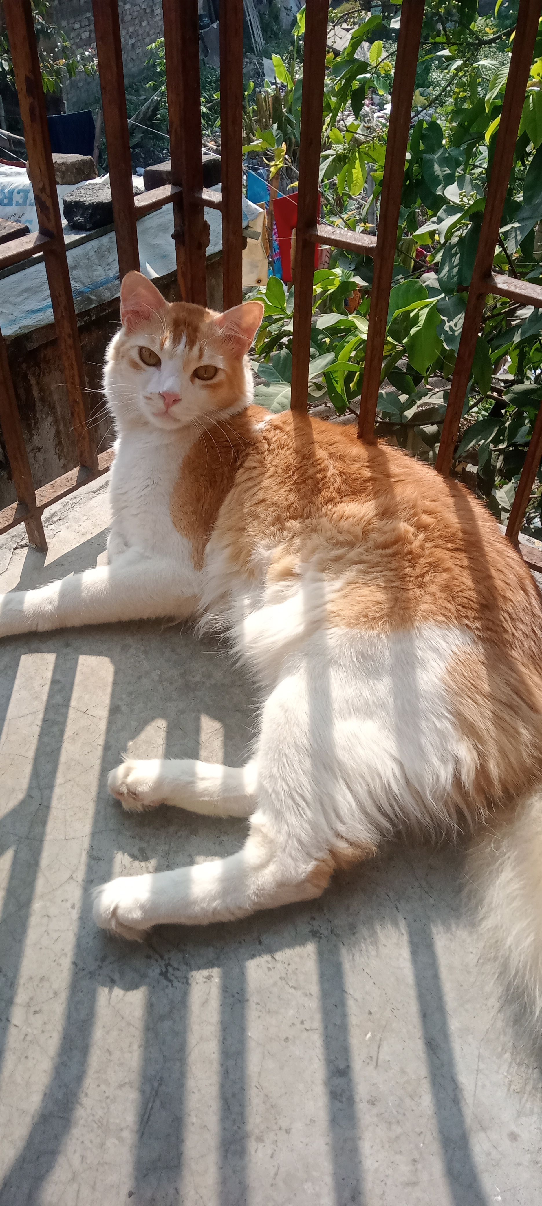 Gonu - Thakdari Rd, Rajarhat Gopalpur