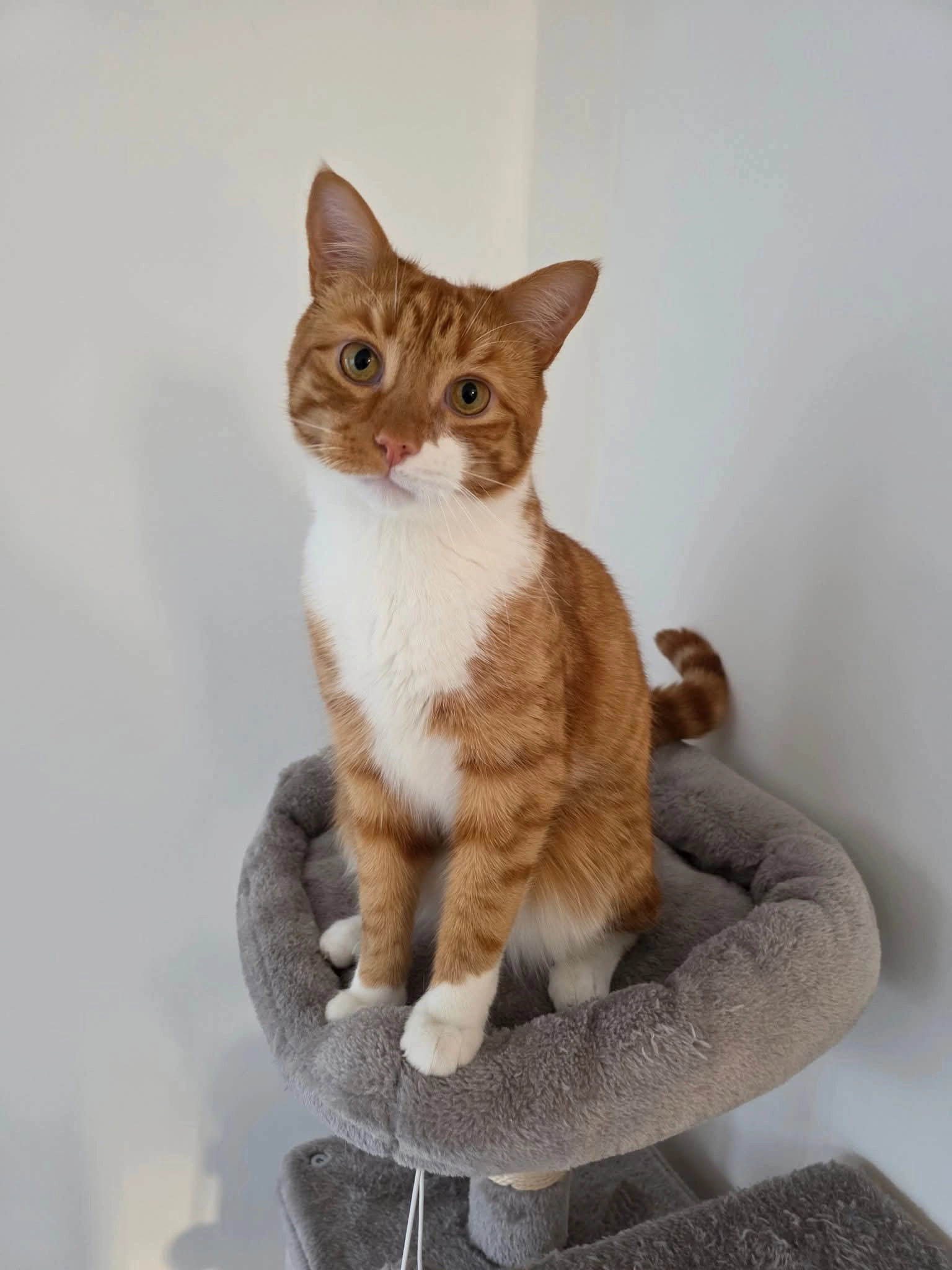 Sandy - Copper Walk, Swindon