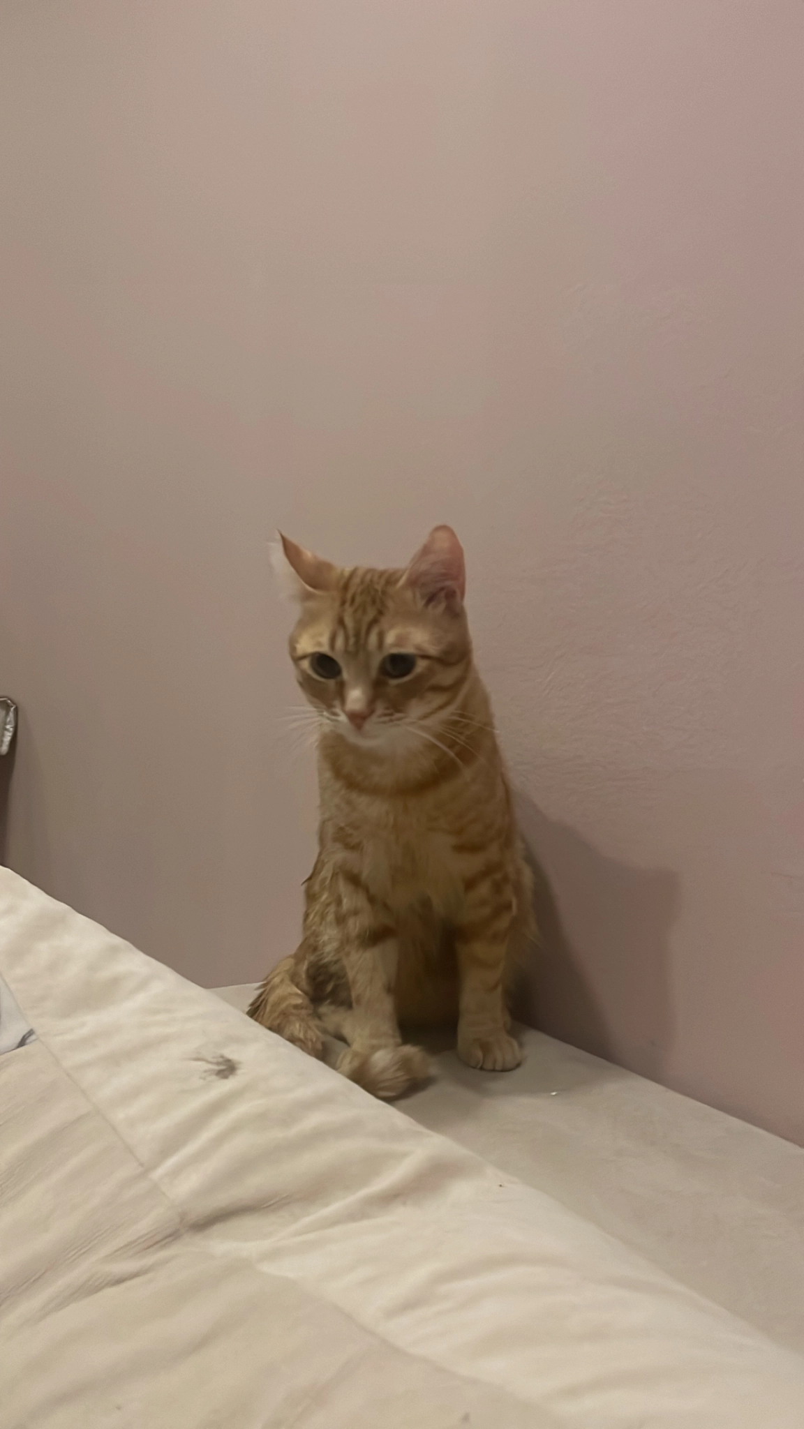 Dolar - Gebrüder-Grimm-Straße, Flörsheim am Main