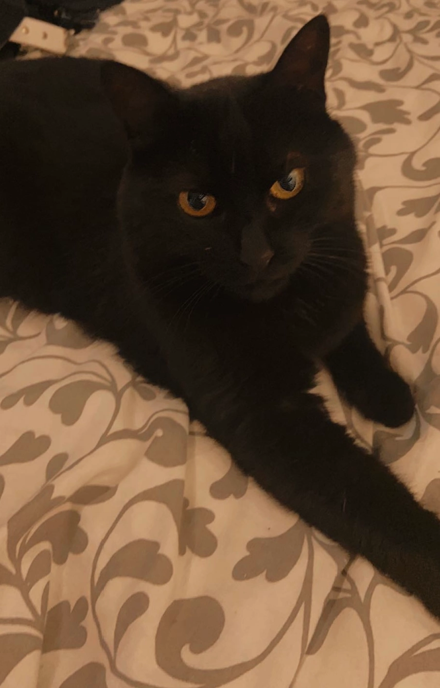 Baguera - 34 Rue de la Roche, L'Isle-d'Abeau