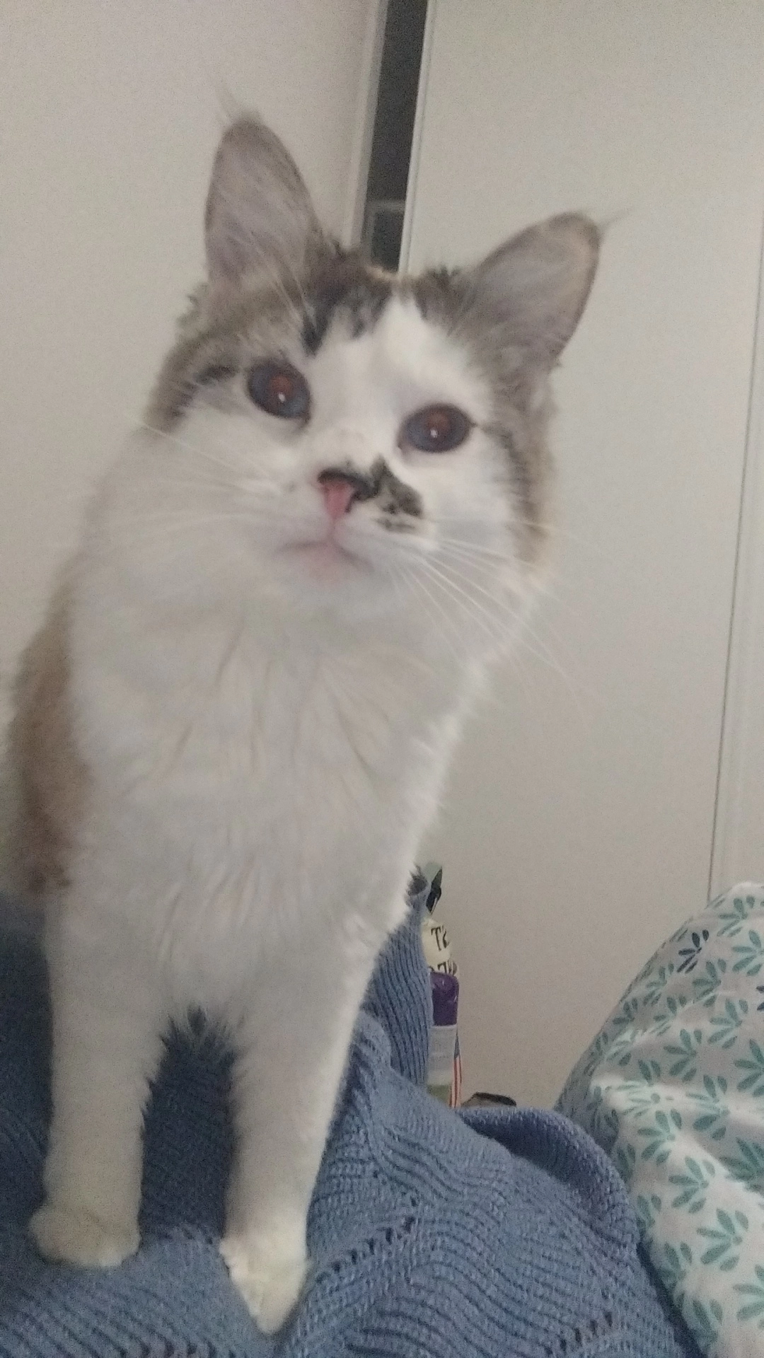 Kiara - Rue Louis Pernon, Lafrançaise