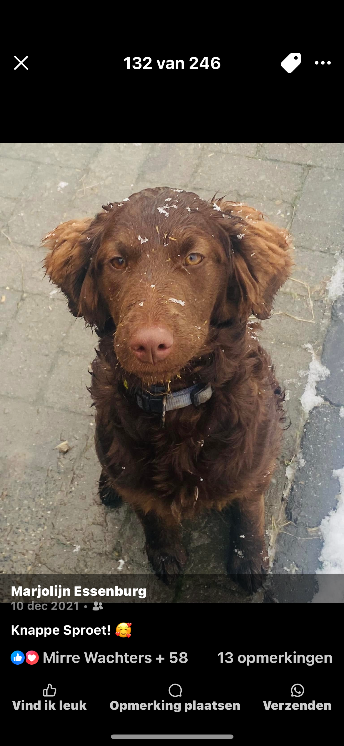 Lola en sproet het zijn 2 honden - Grensstraat, Kapellen
