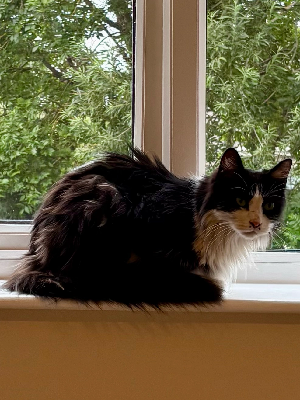 Xiao Ma - W12, Newbridge