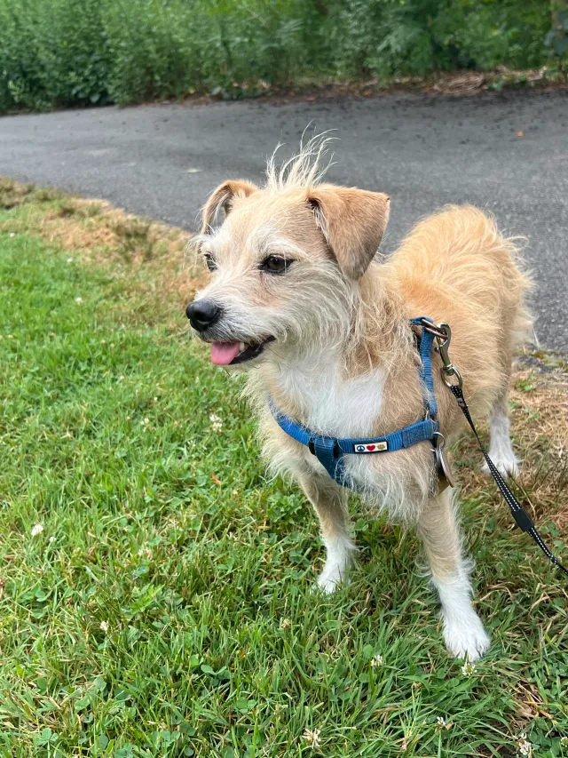 Archie - Fairmont St, Cambridge