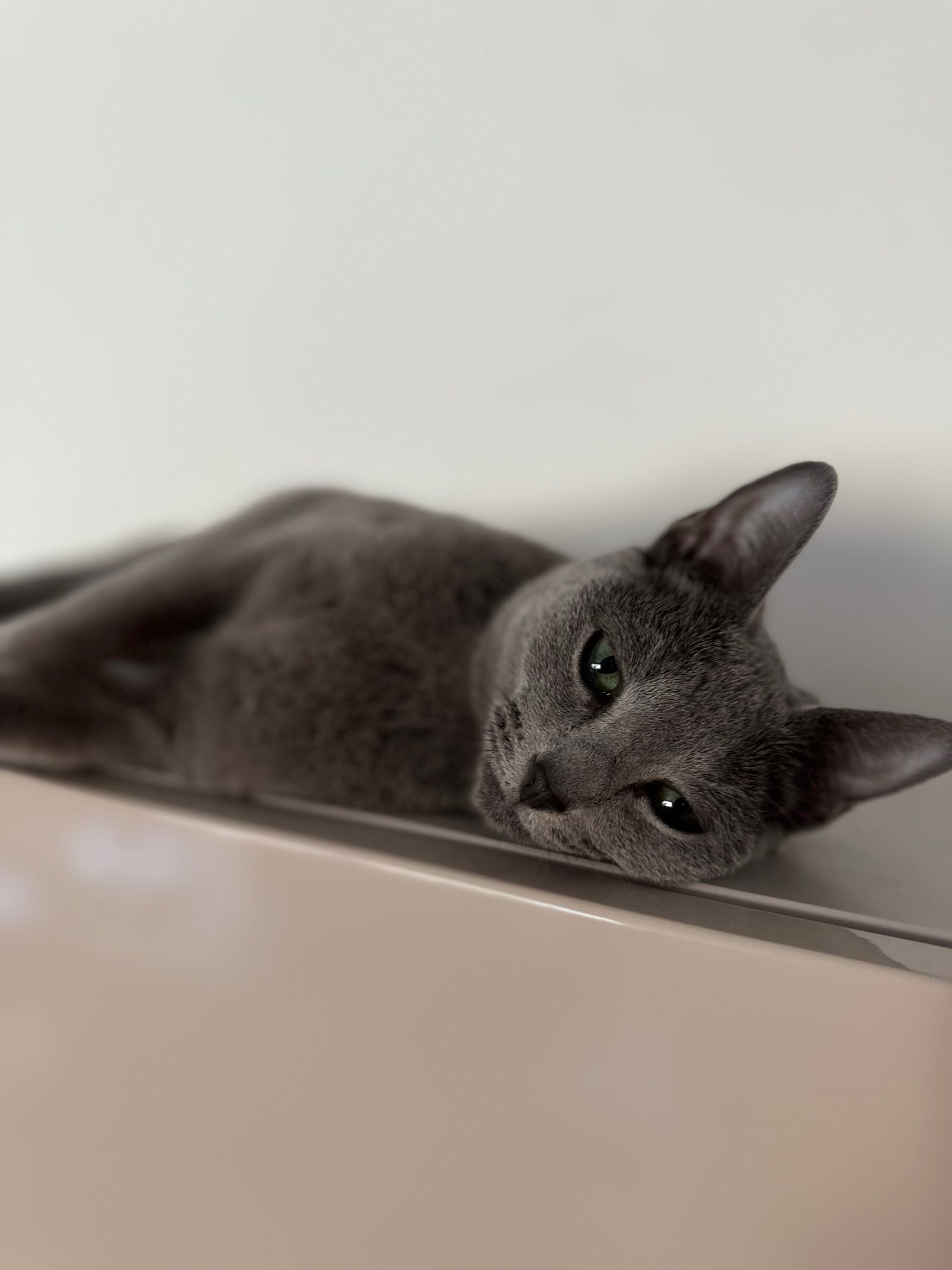 Fidi - Lysningen 6, Løkken