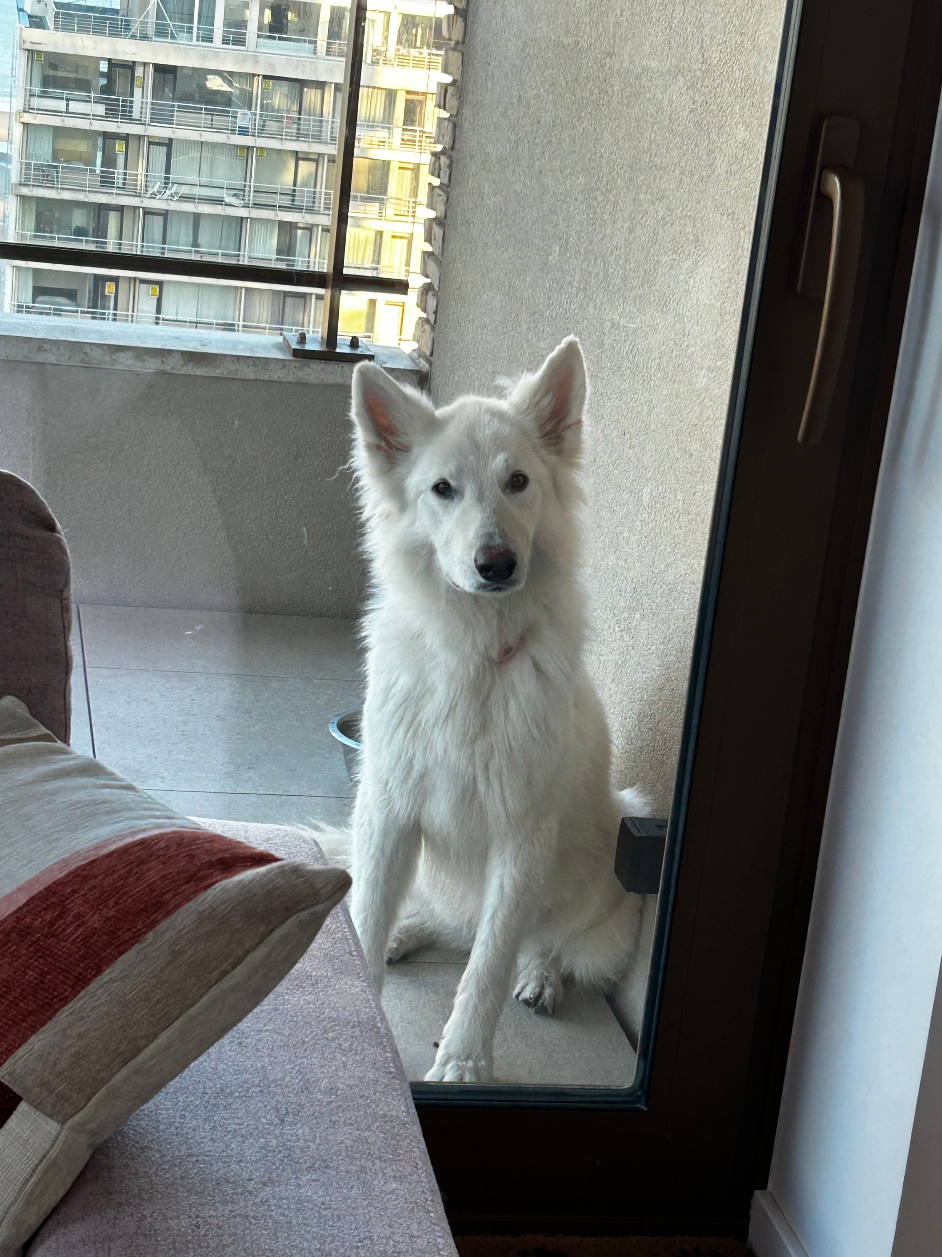 Macha - Mantelstraat 20, Tongeren