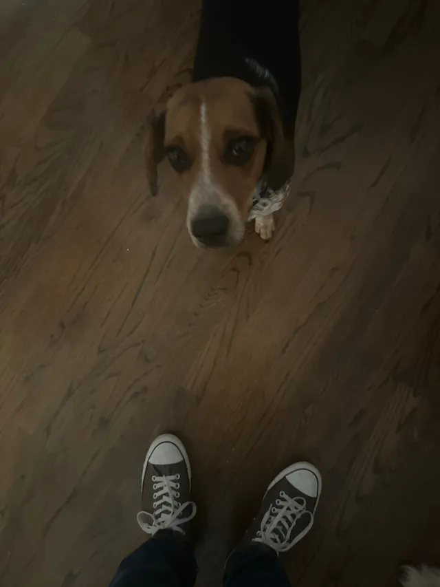 Rudy - Antler Way, Alpharetta