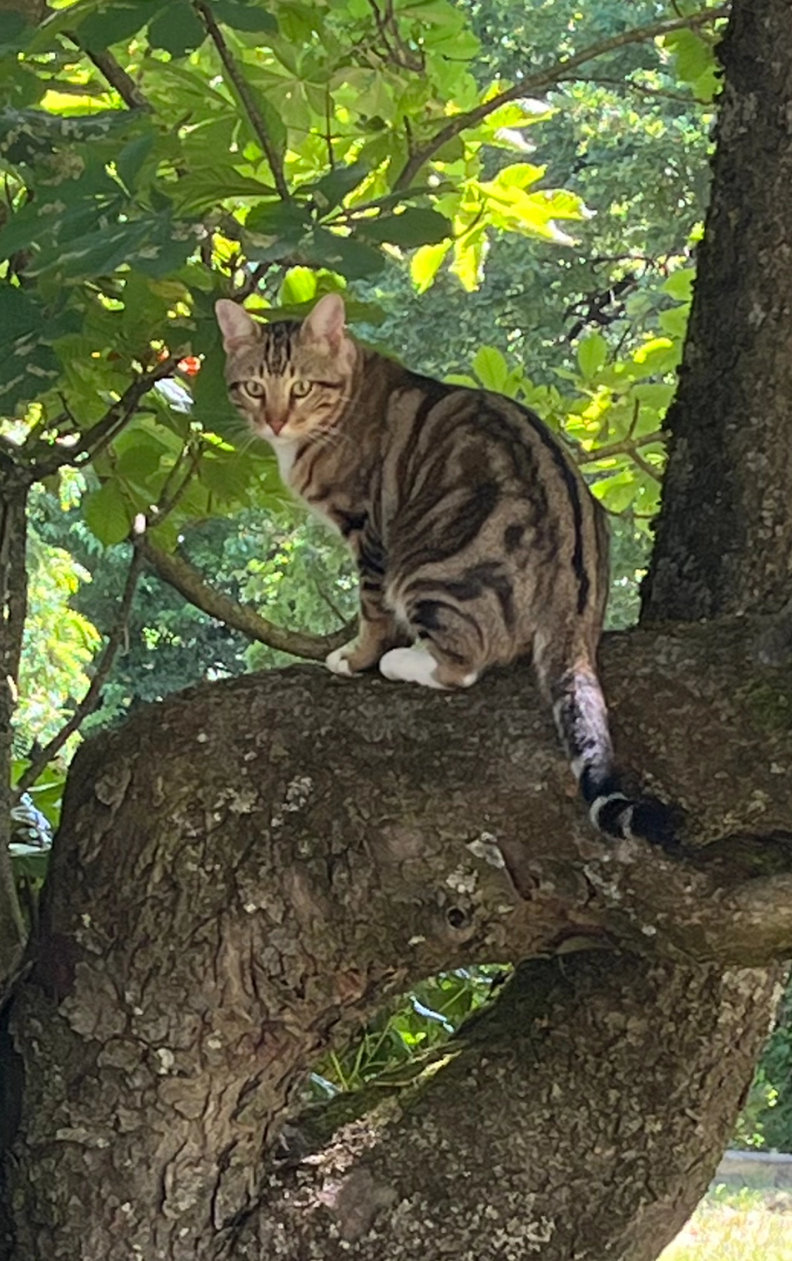 Bagel - Via Di Casaglia, Bologna