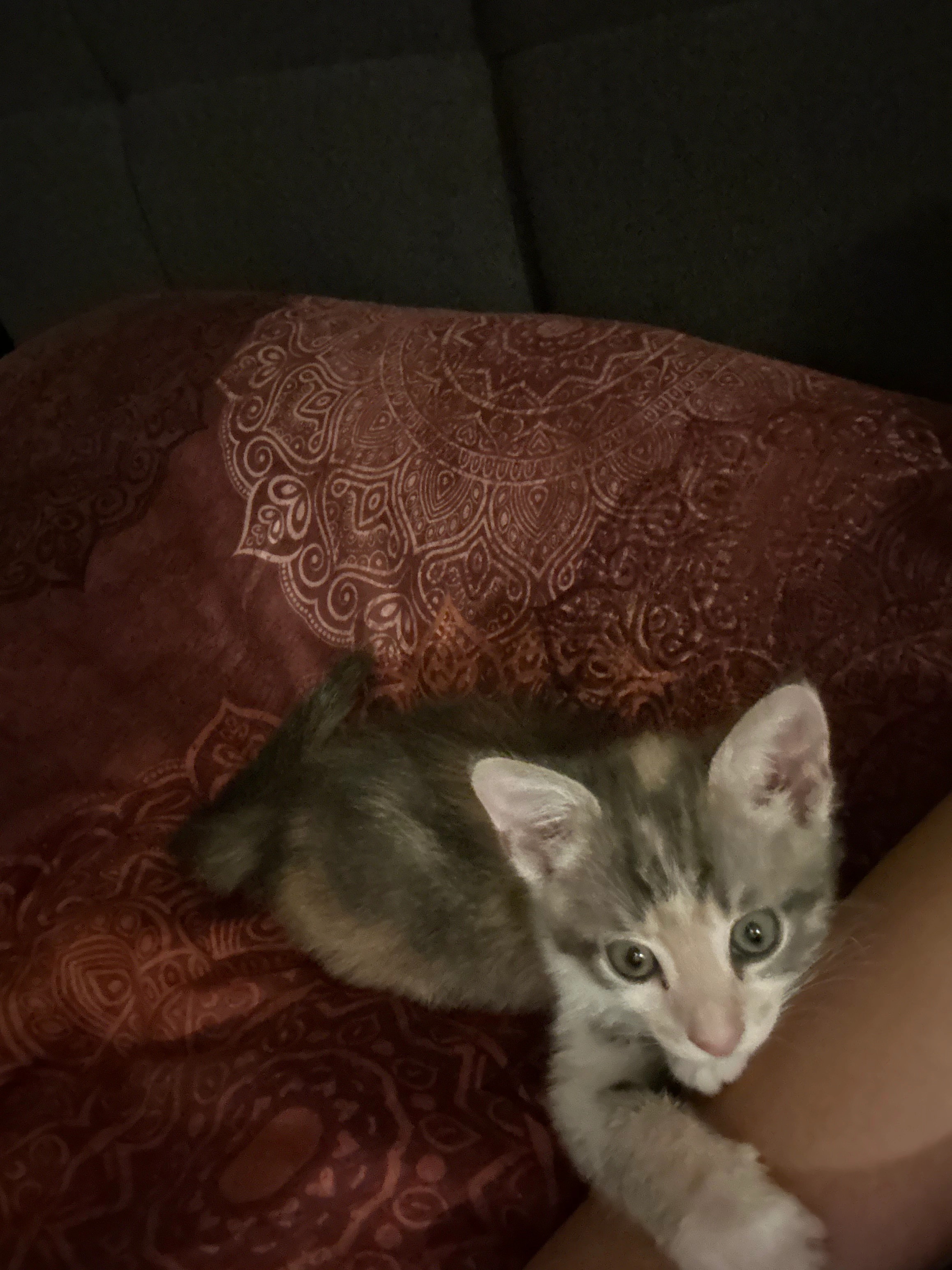 Yuki - Arnsteingasse, Wien