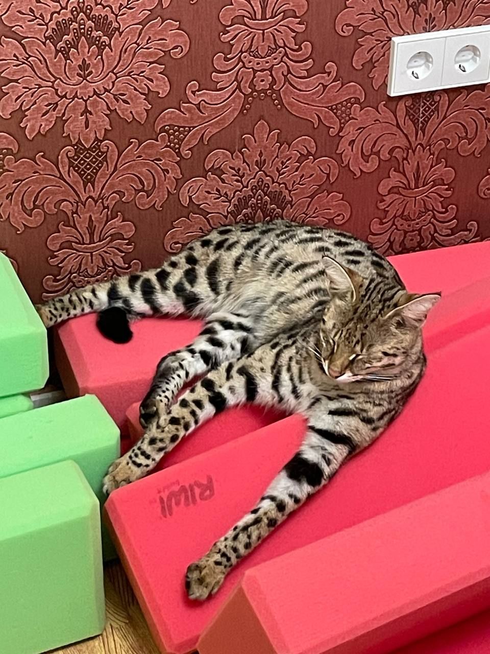 Daemon - Urbanización Santa Bárbara , Rocafort