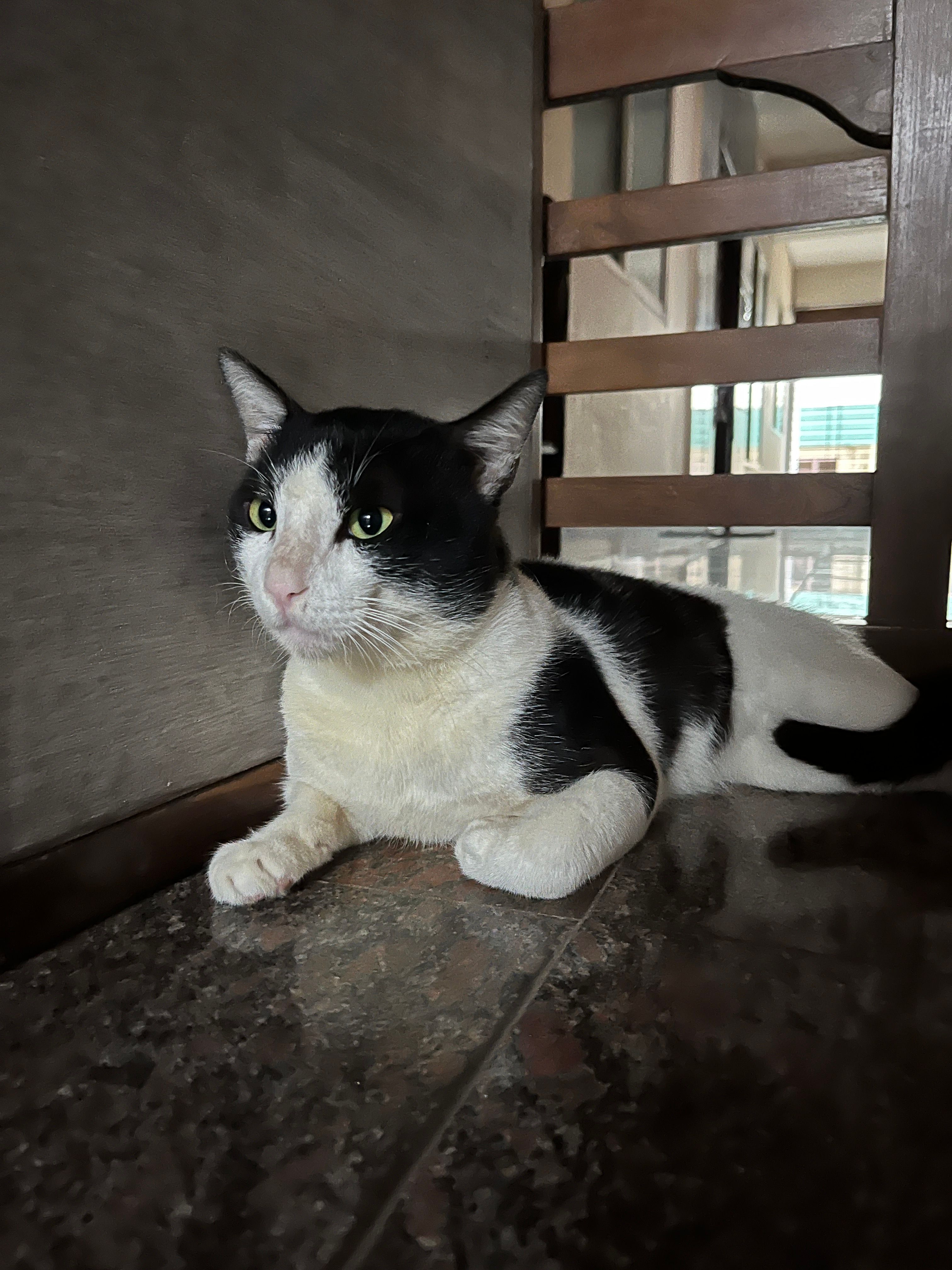 Amuchu - Badagupet Marg, Udupi