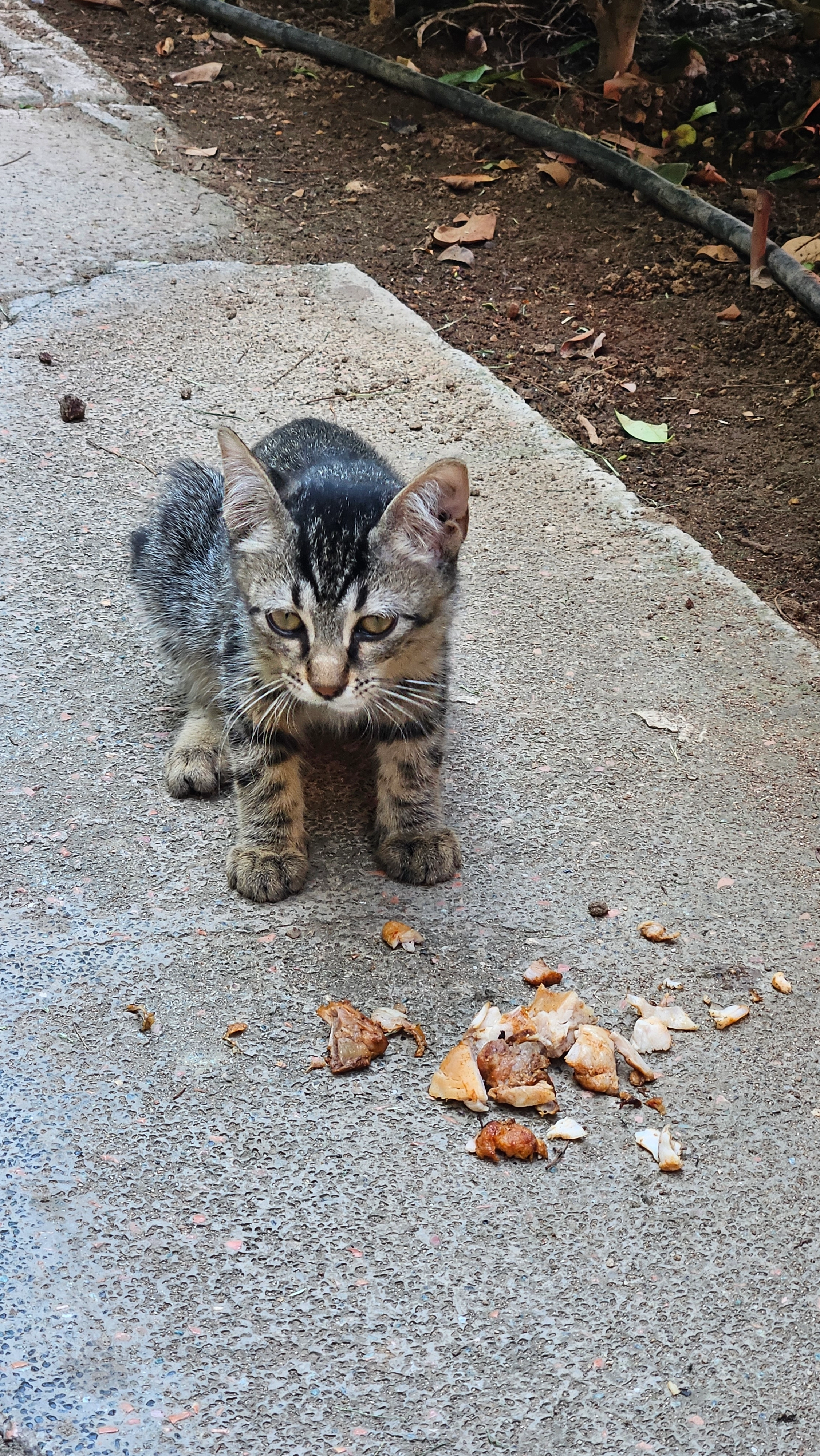Tiger - Flugfeldstraße, Wien