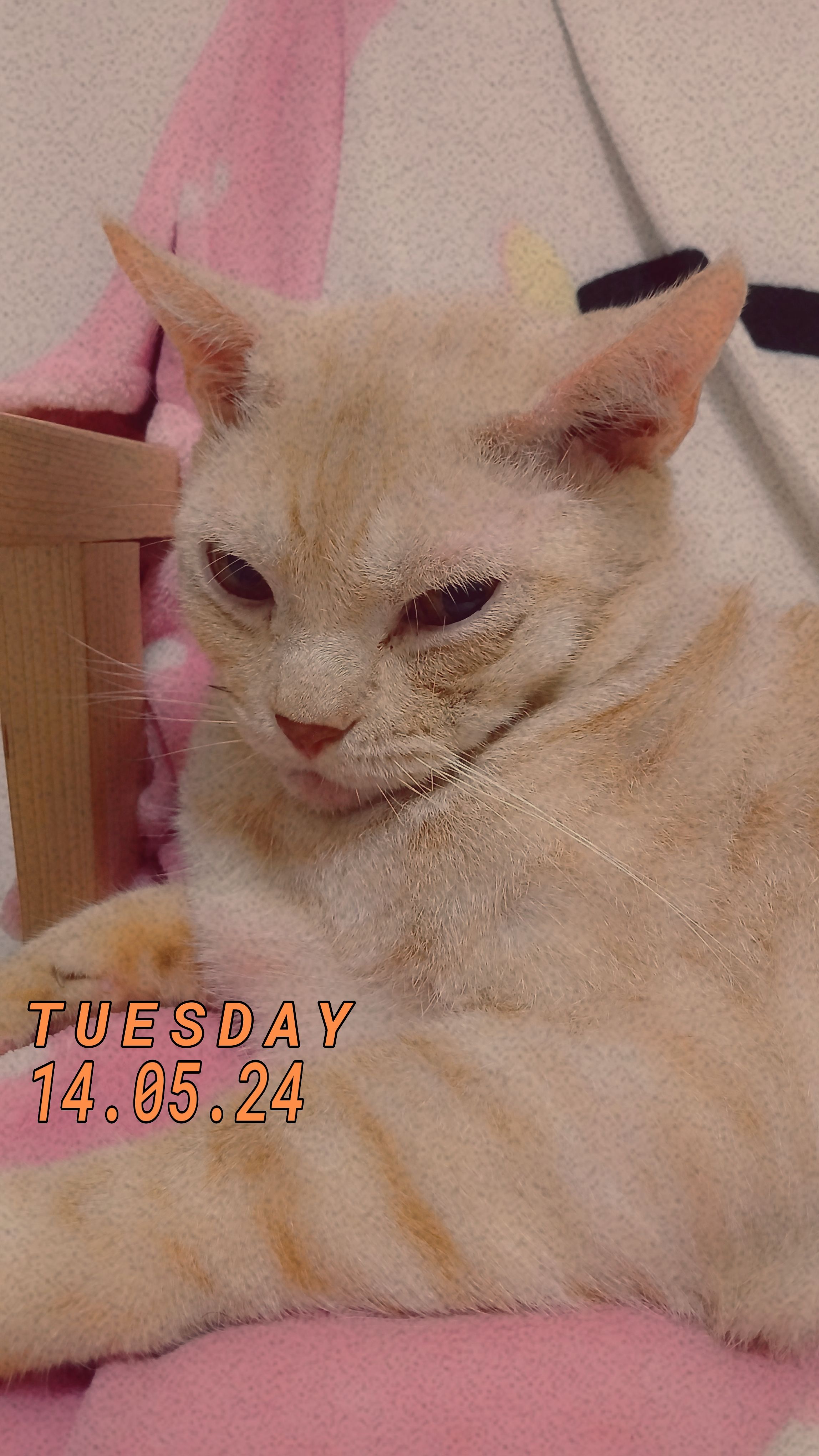 Koda - Tampines Street 21, Singapore